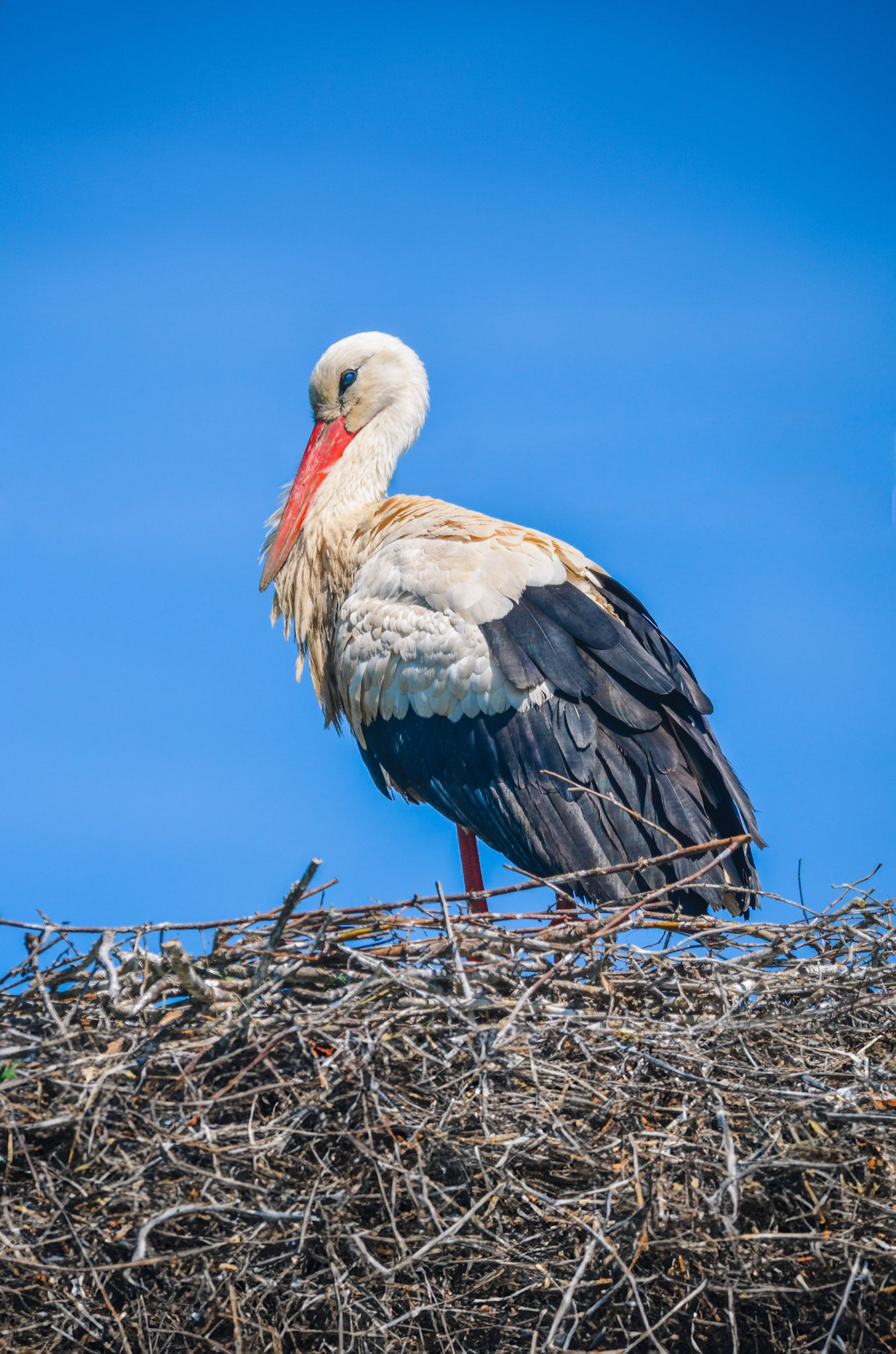 Weißstorch (lat. Ciconia ciconia)