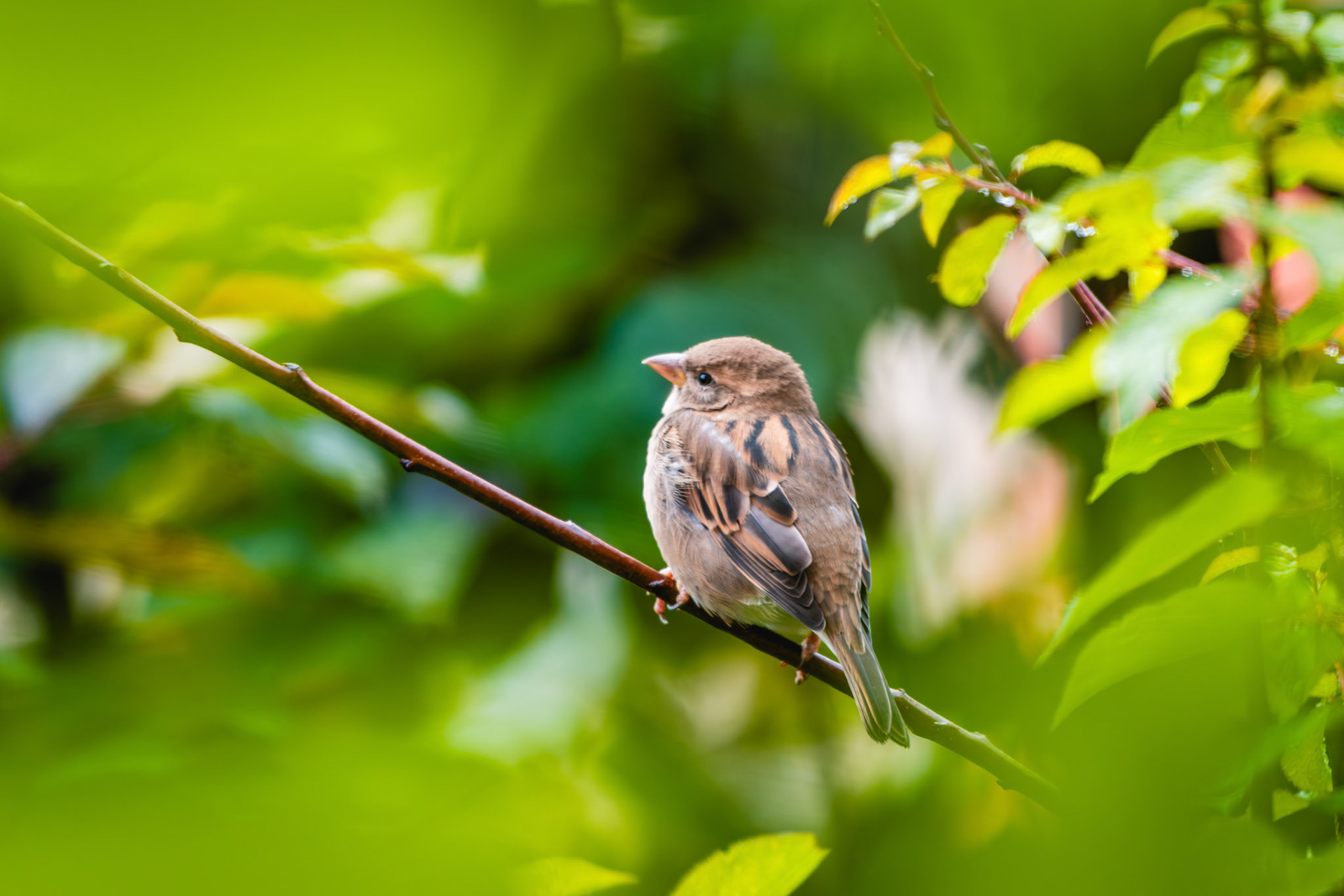 Haussperling (lat. Passer domesticus)