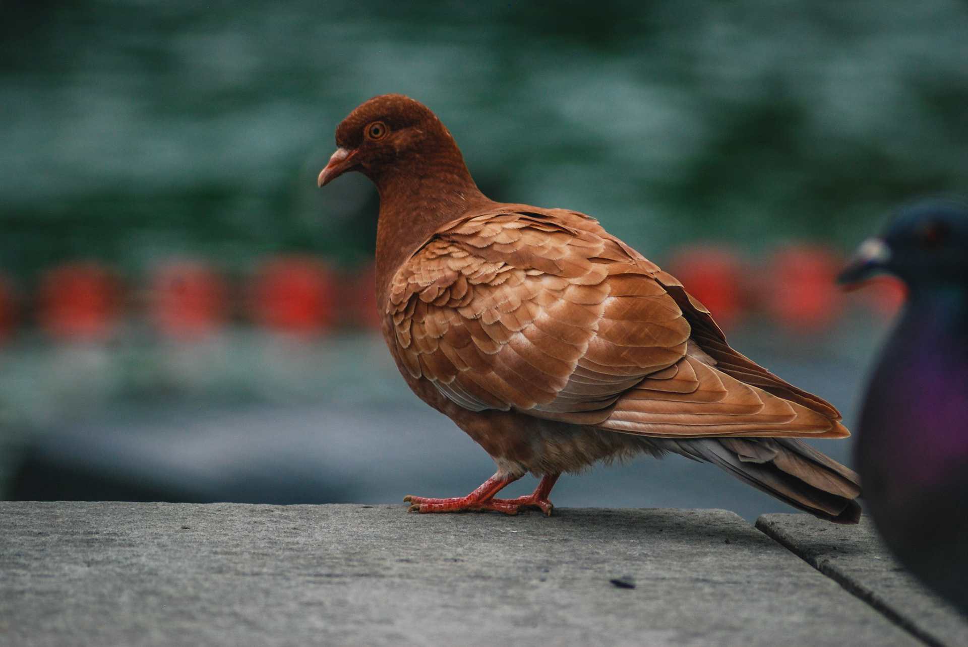 Haustaube (lat. Columba livia domestica)