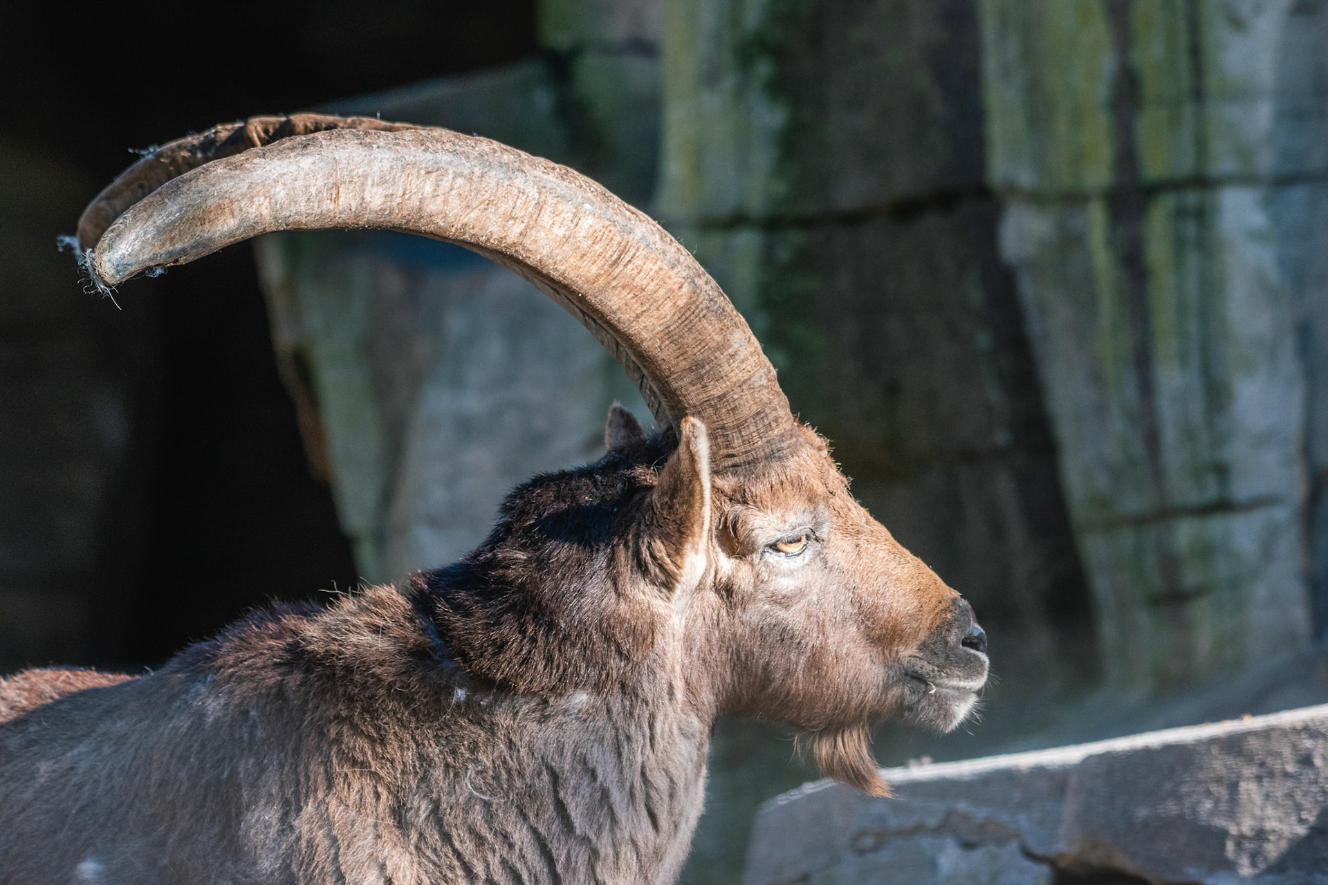 Alpensteinbock (lat. Capra ibex)