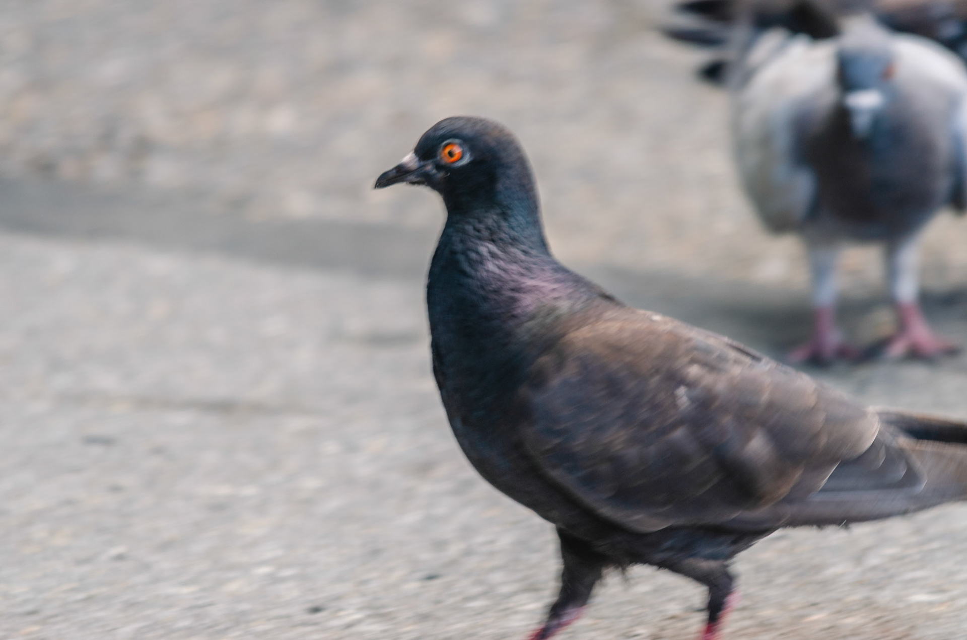 Stadttaube (lat. Columba livia domestica)