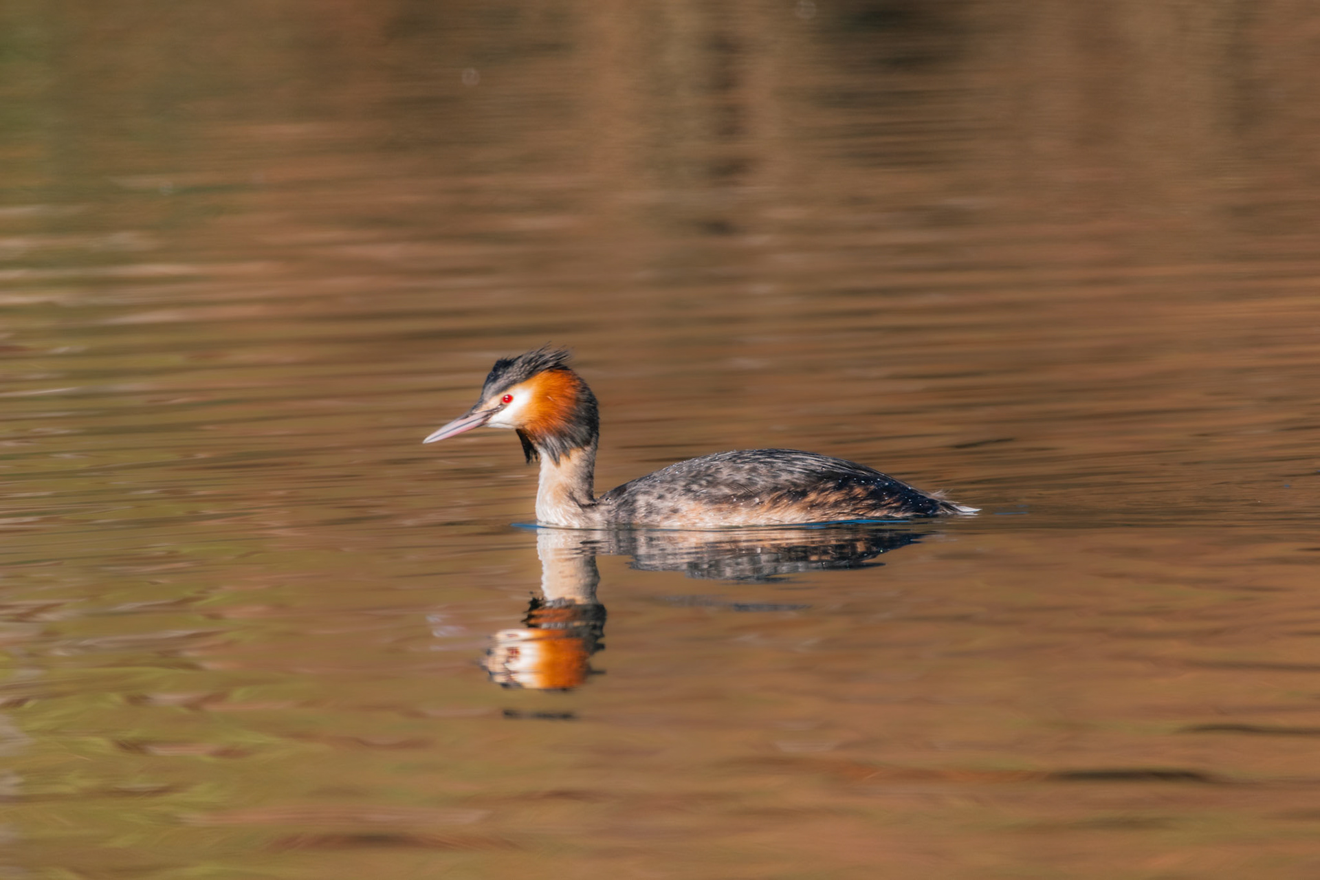 Haubentaucher (lat. Podiceps cristatus)