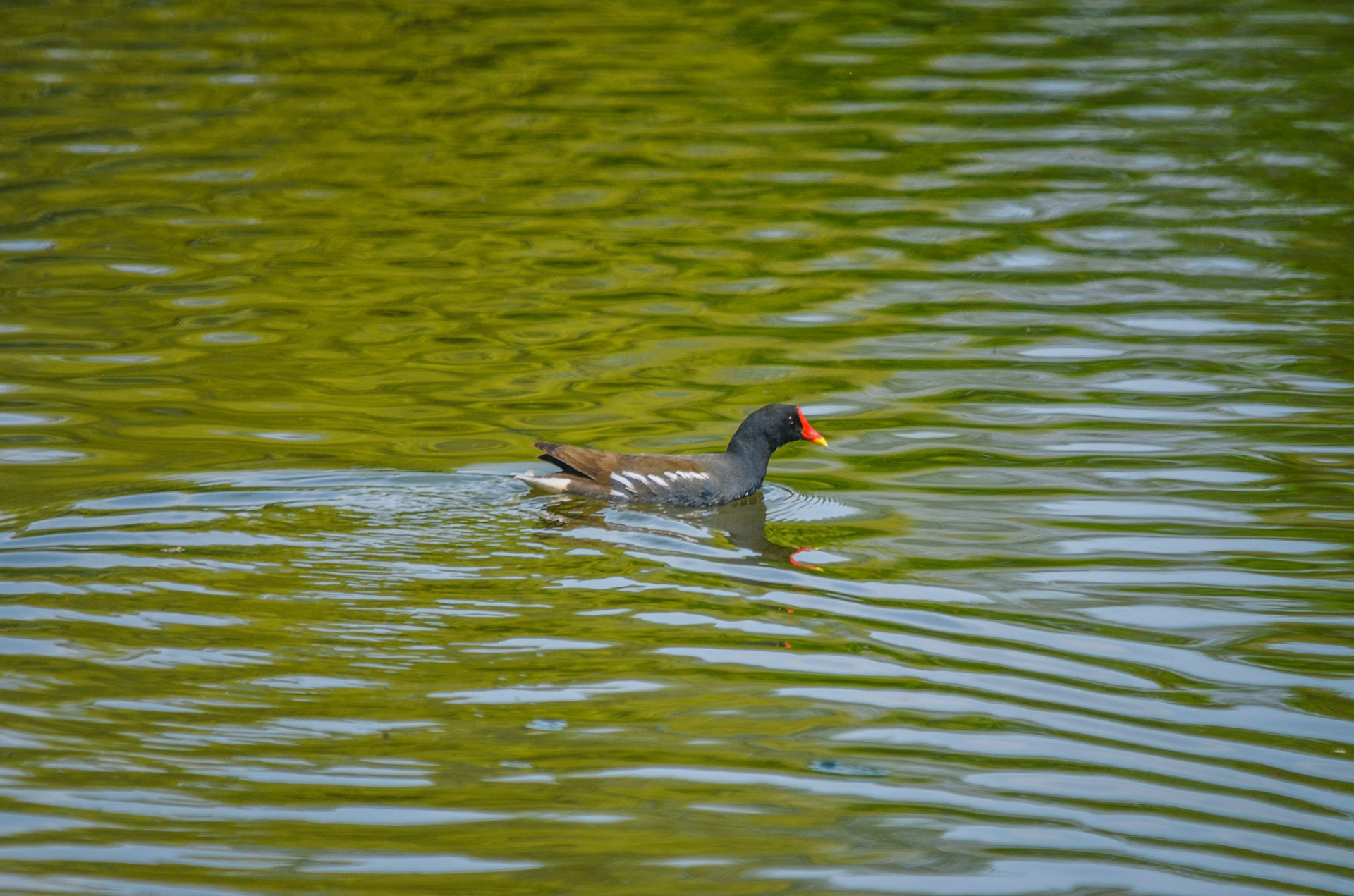 Teichhuhn (lat. Gallinula chloropus)