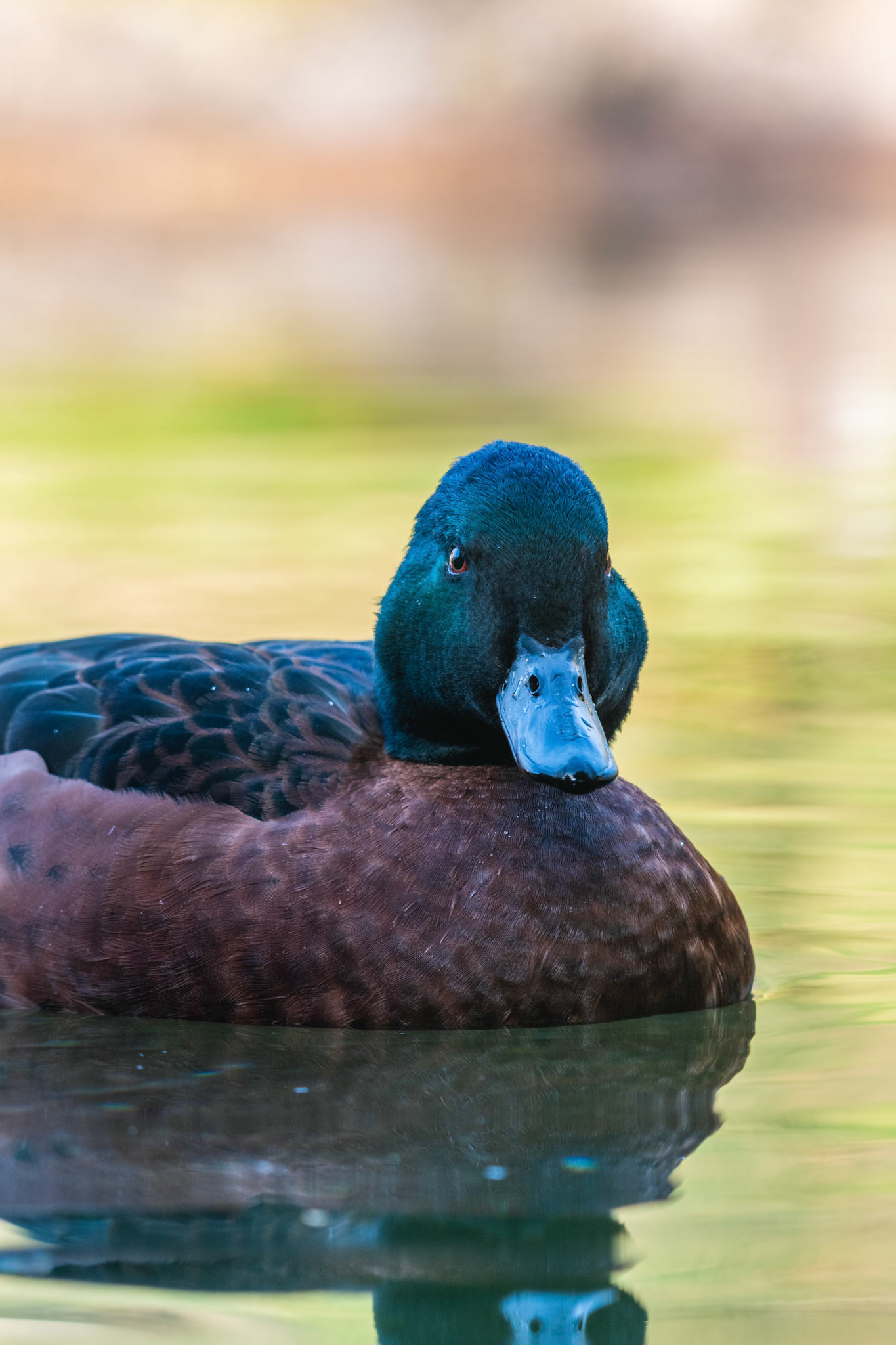 Australische Ruderente (lat. Oxyura australis)