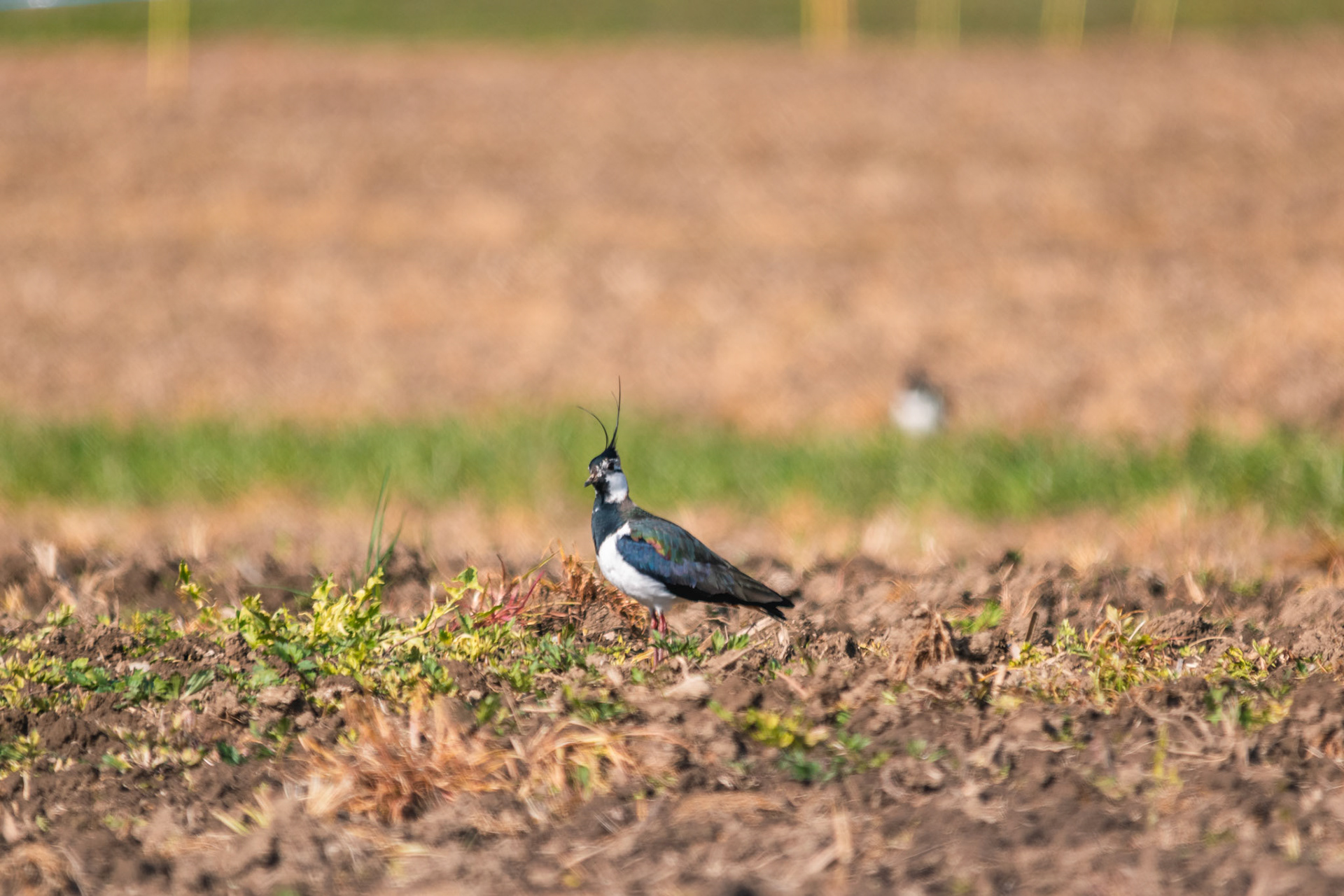 Kiebitz (lat. Vanellus vanellus)