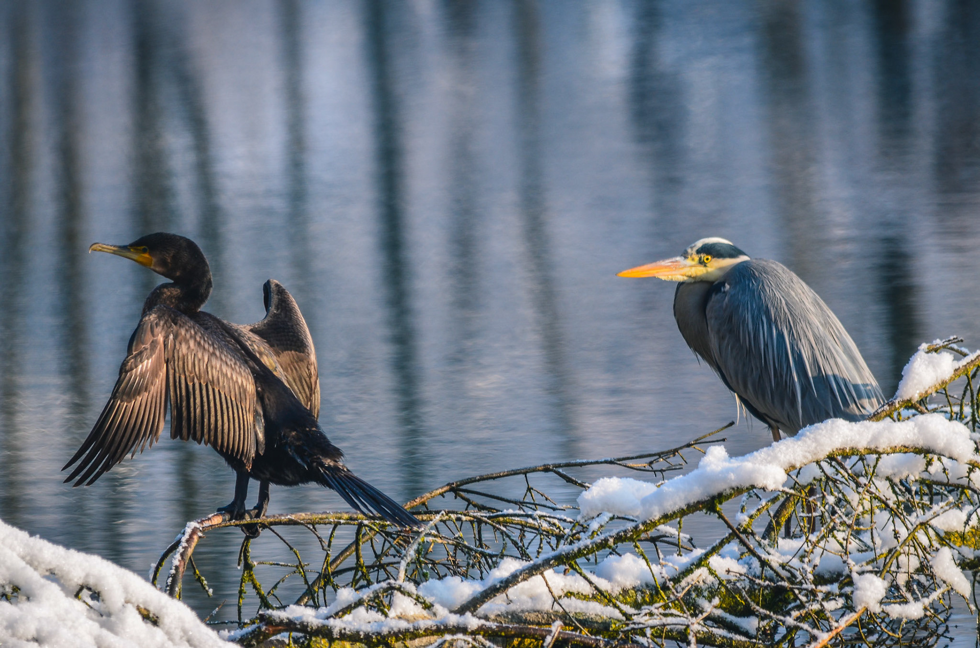 Kormoran (lat.) Phalacrocorax carbo & Graureiher (lat.) Ardea cinerea