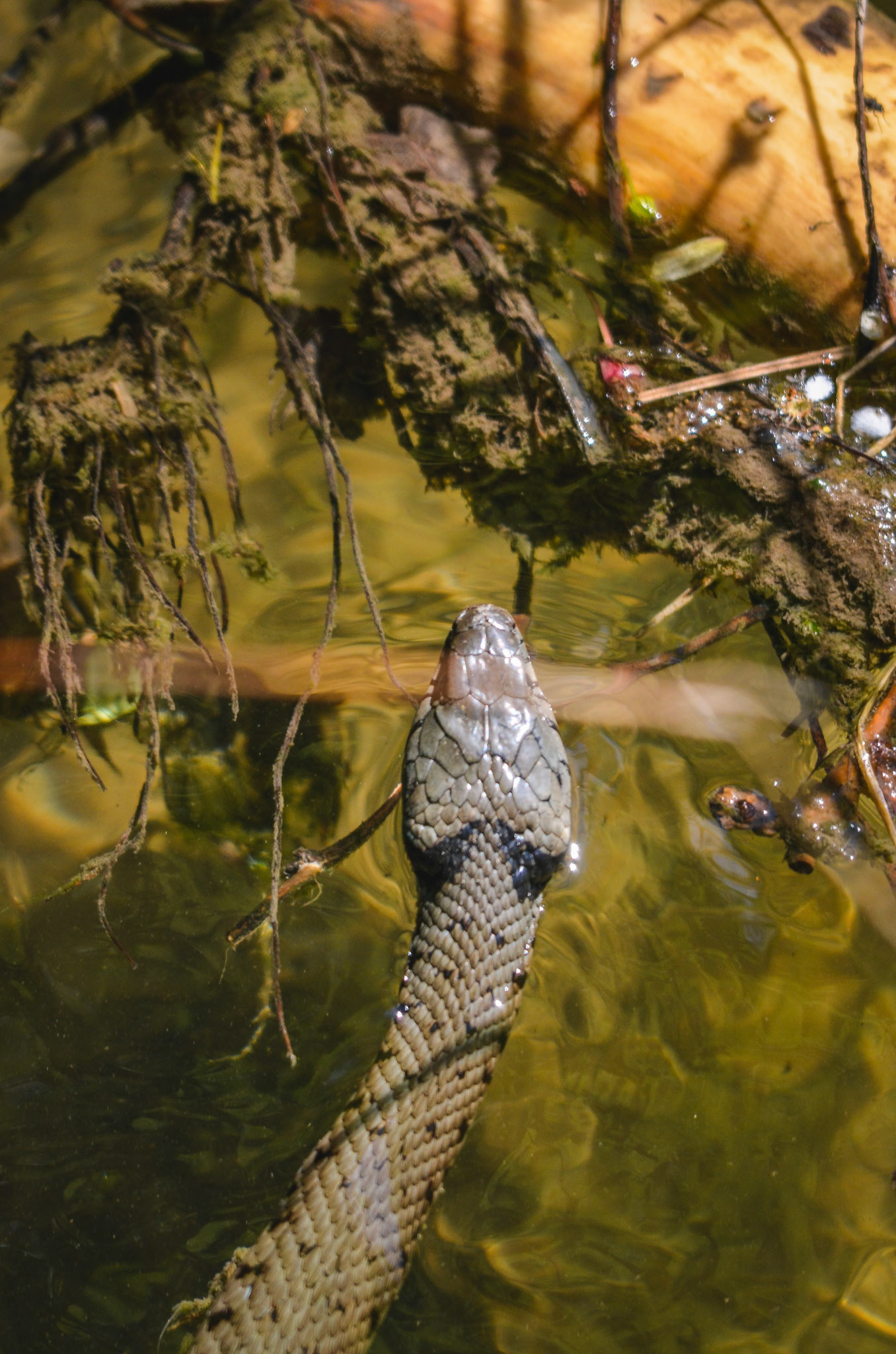 Würfelnatter (lat. Natrix tessellata)