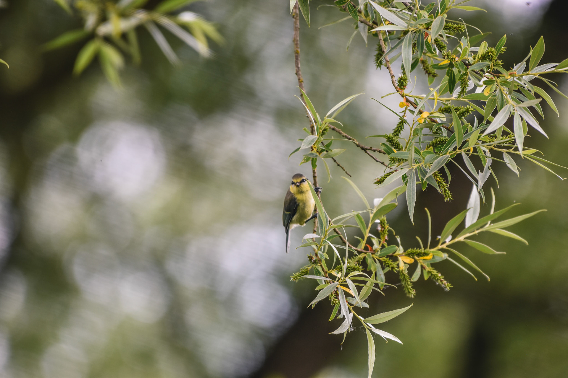 Blaumeise (lat. Cyanistes caeruleus)