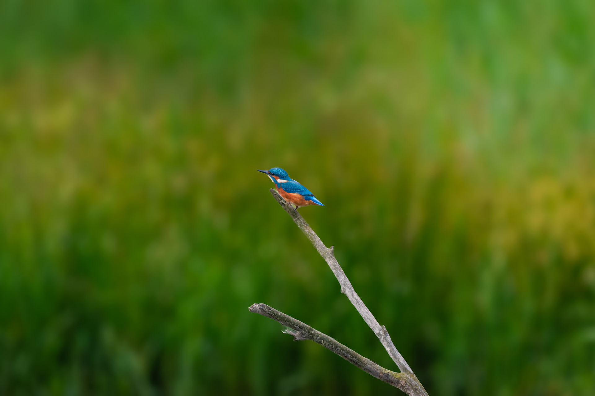 Eisvogel (lat. Alcedo atthis)