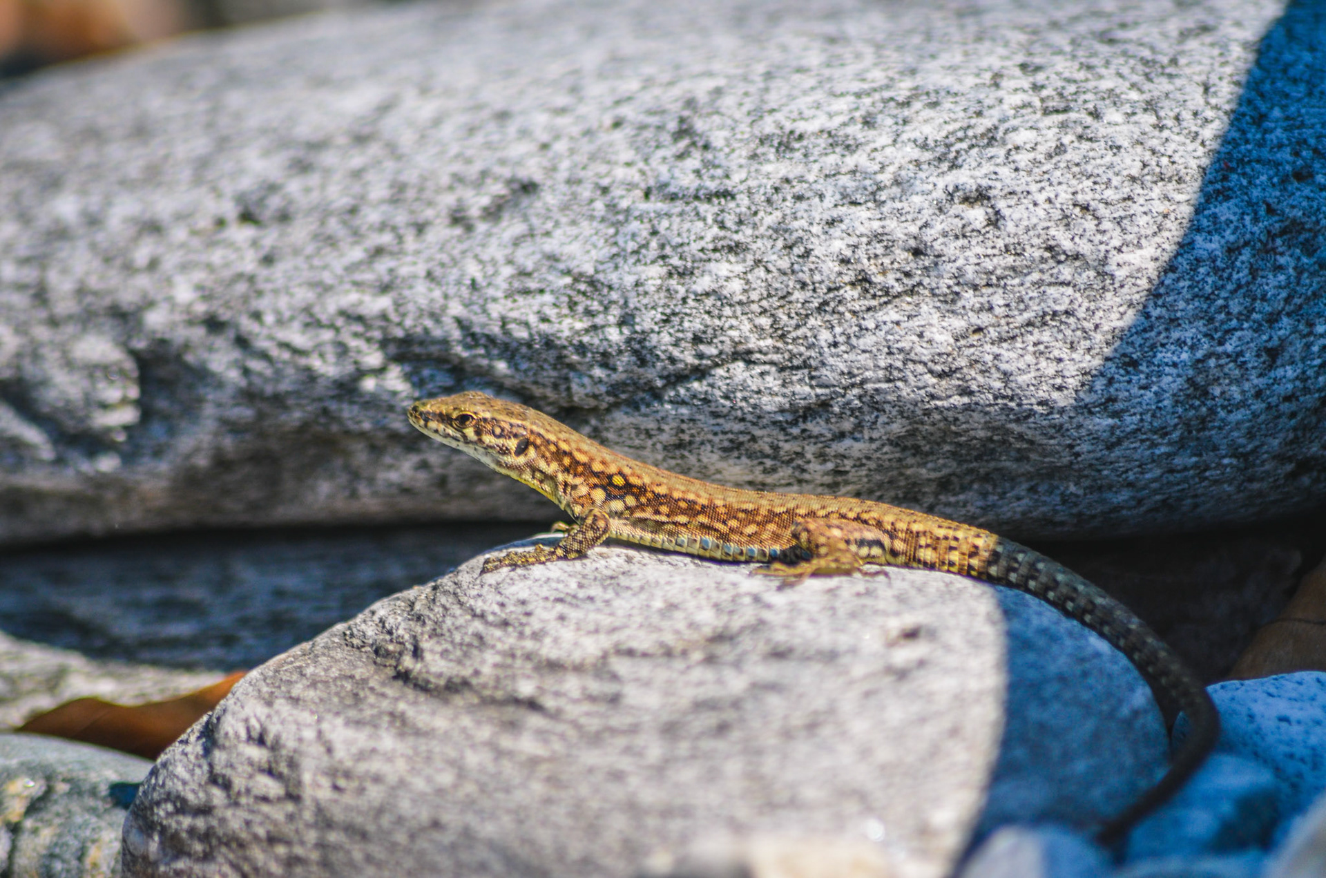 Mauereidechse (lat. Podarcis muralis)