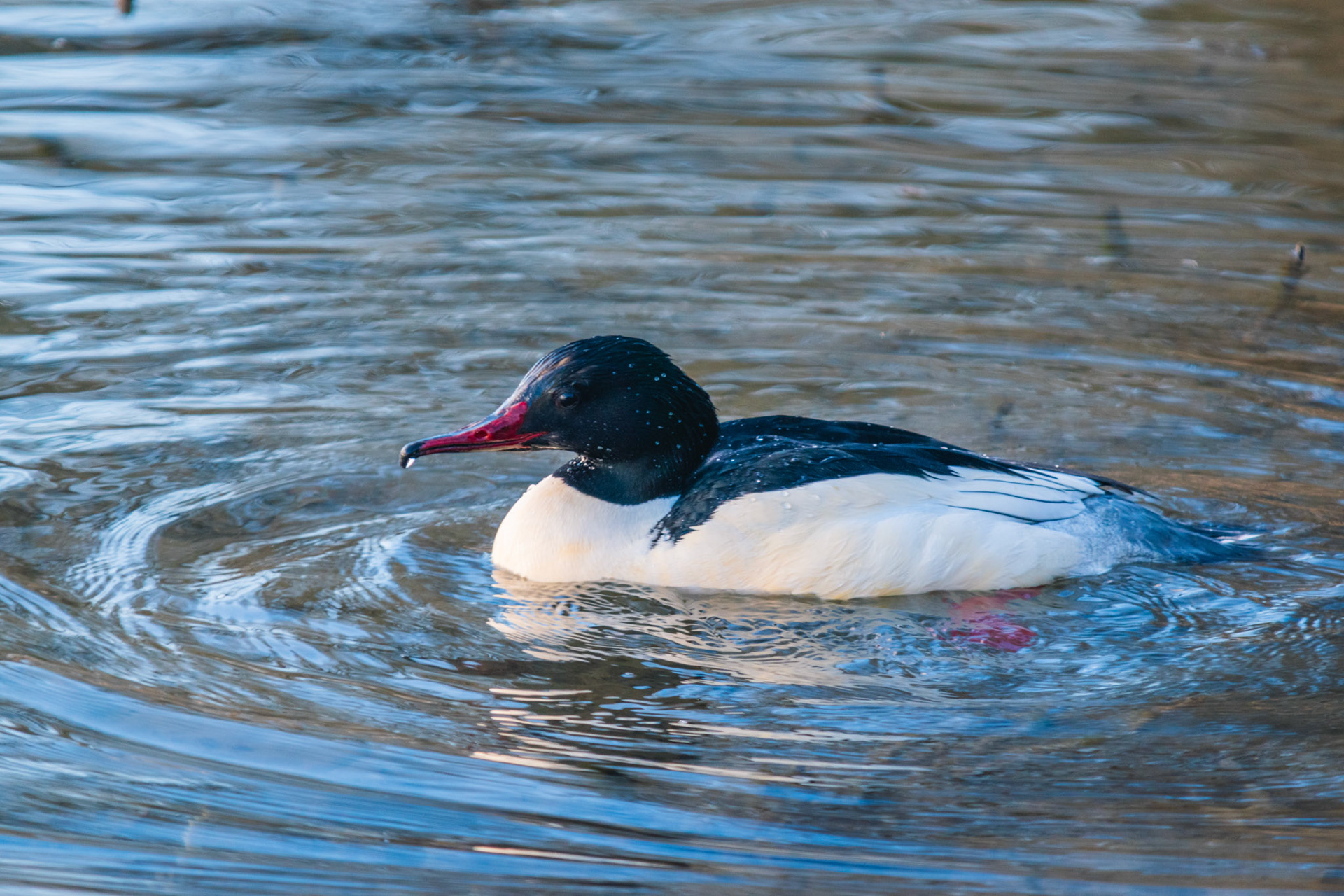 Gänsesäger (lat. Mergus merganser)