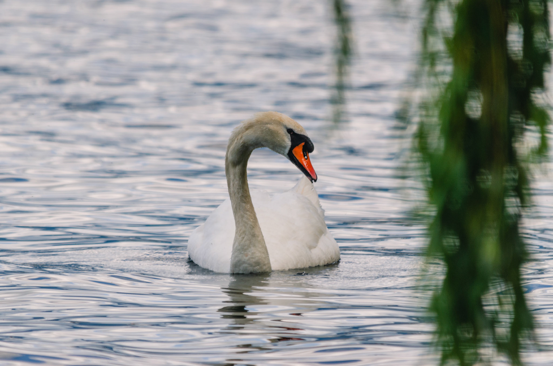 Höckerschwan (lat. Cygnus olor)