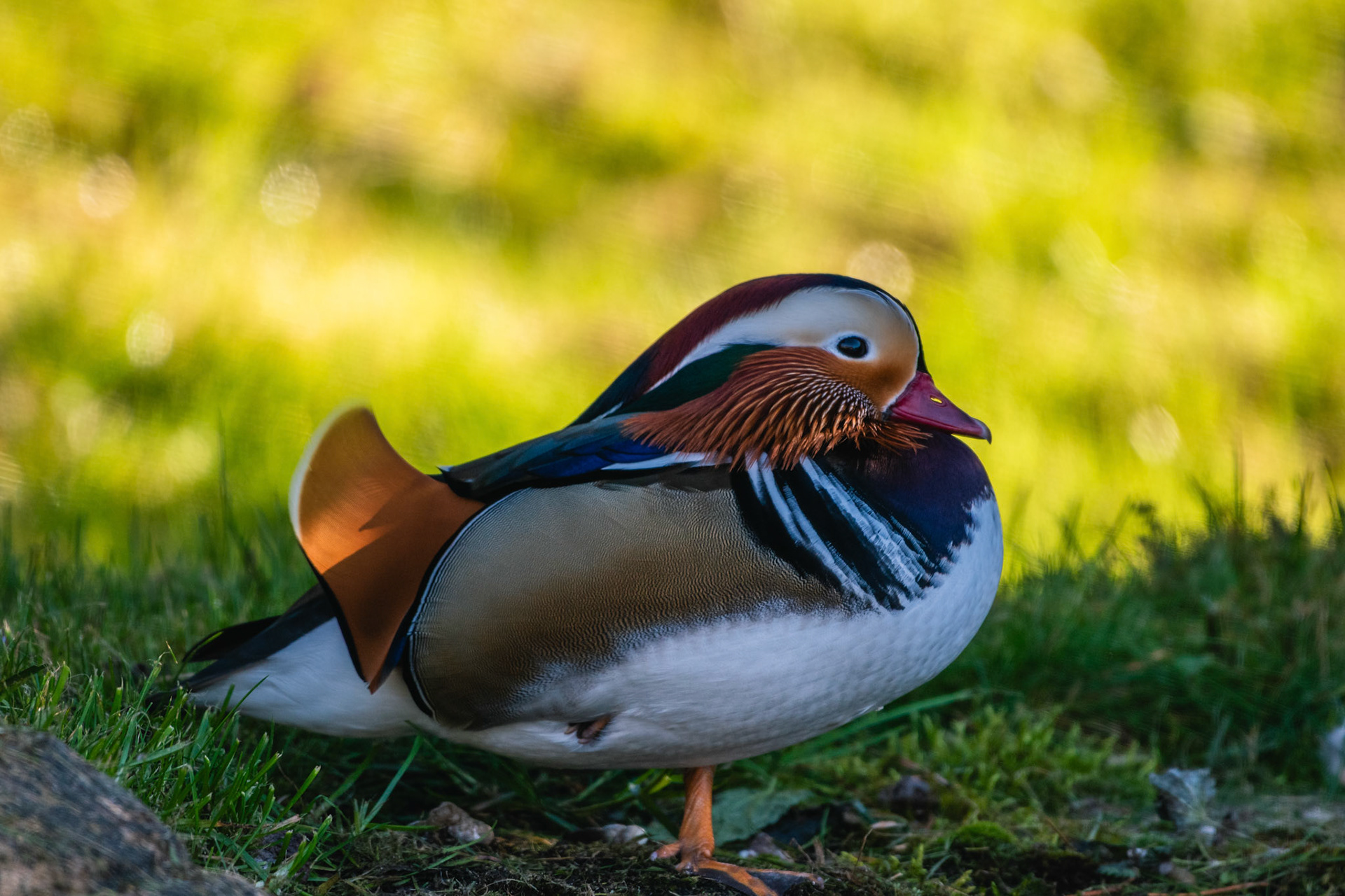 Mandarinente (lat. Aix galericulata)