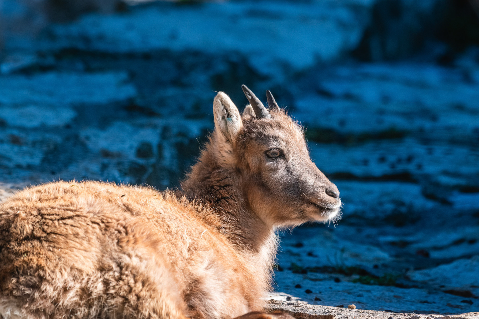 Alpensteinbock (lat. Capra ibex)
