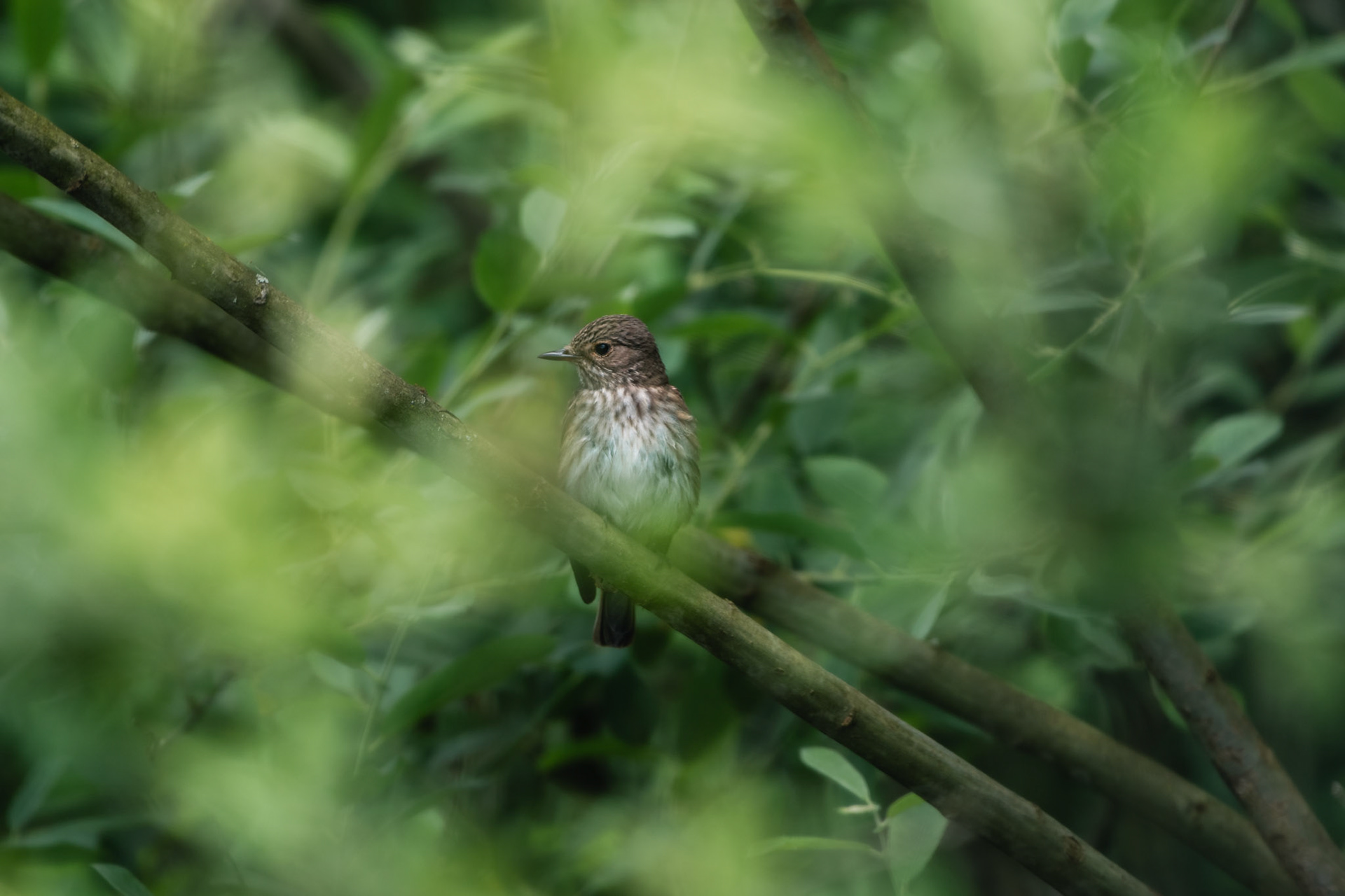 Grauschnäpper (lat. Muscicapa striata)