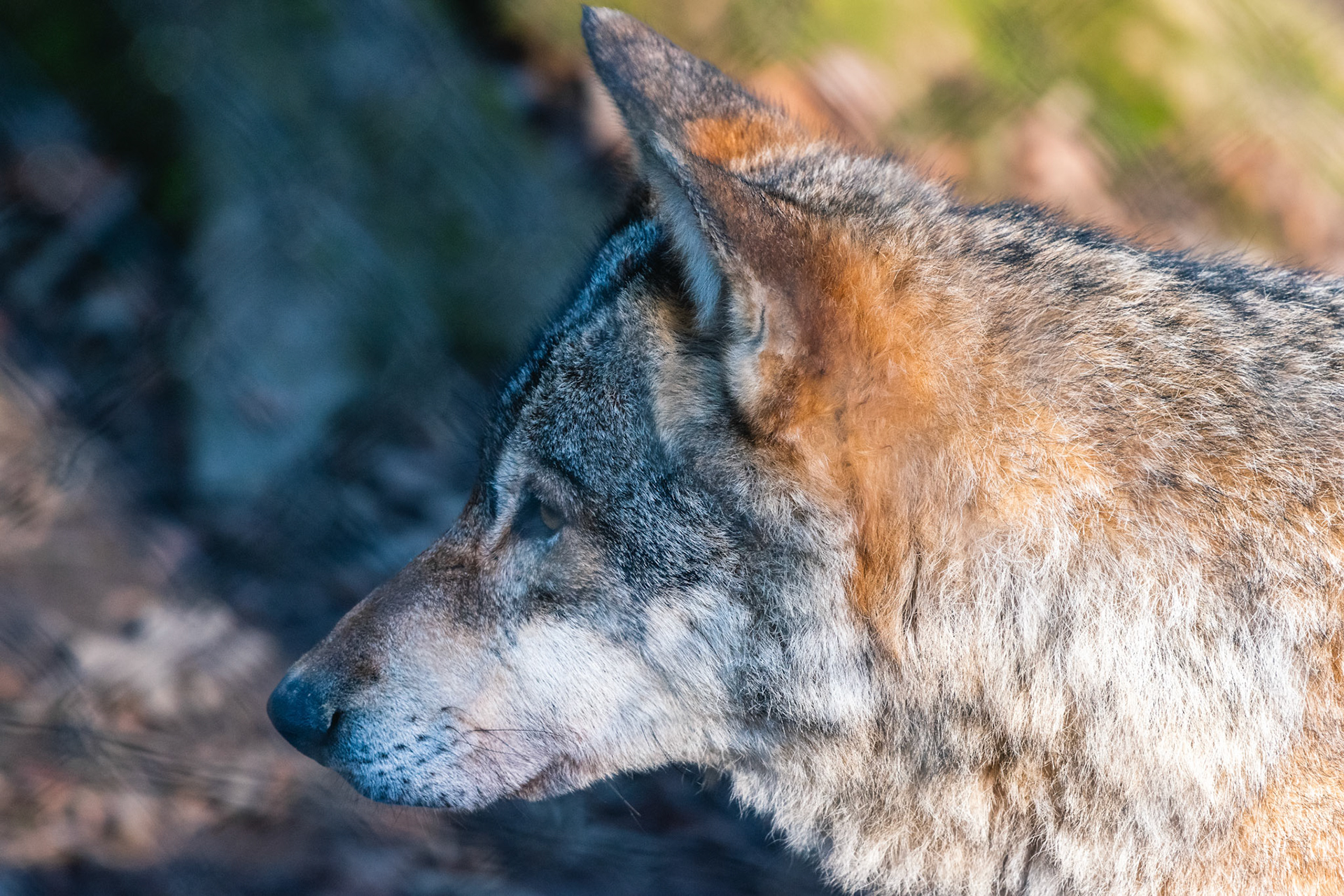 Wolf (lat. Canis lupus)