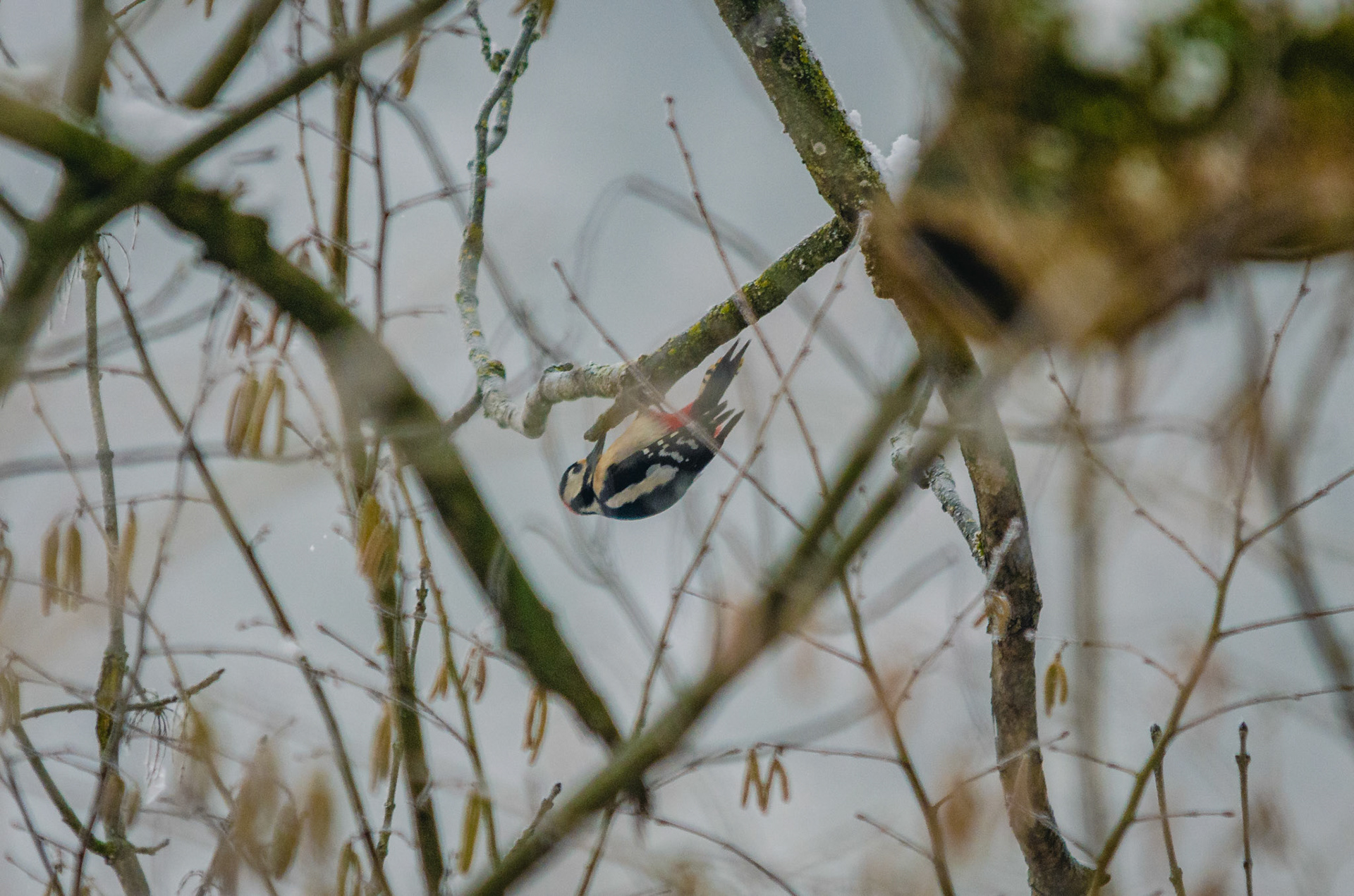 Buntspecht (lat. Dendrocopos major)