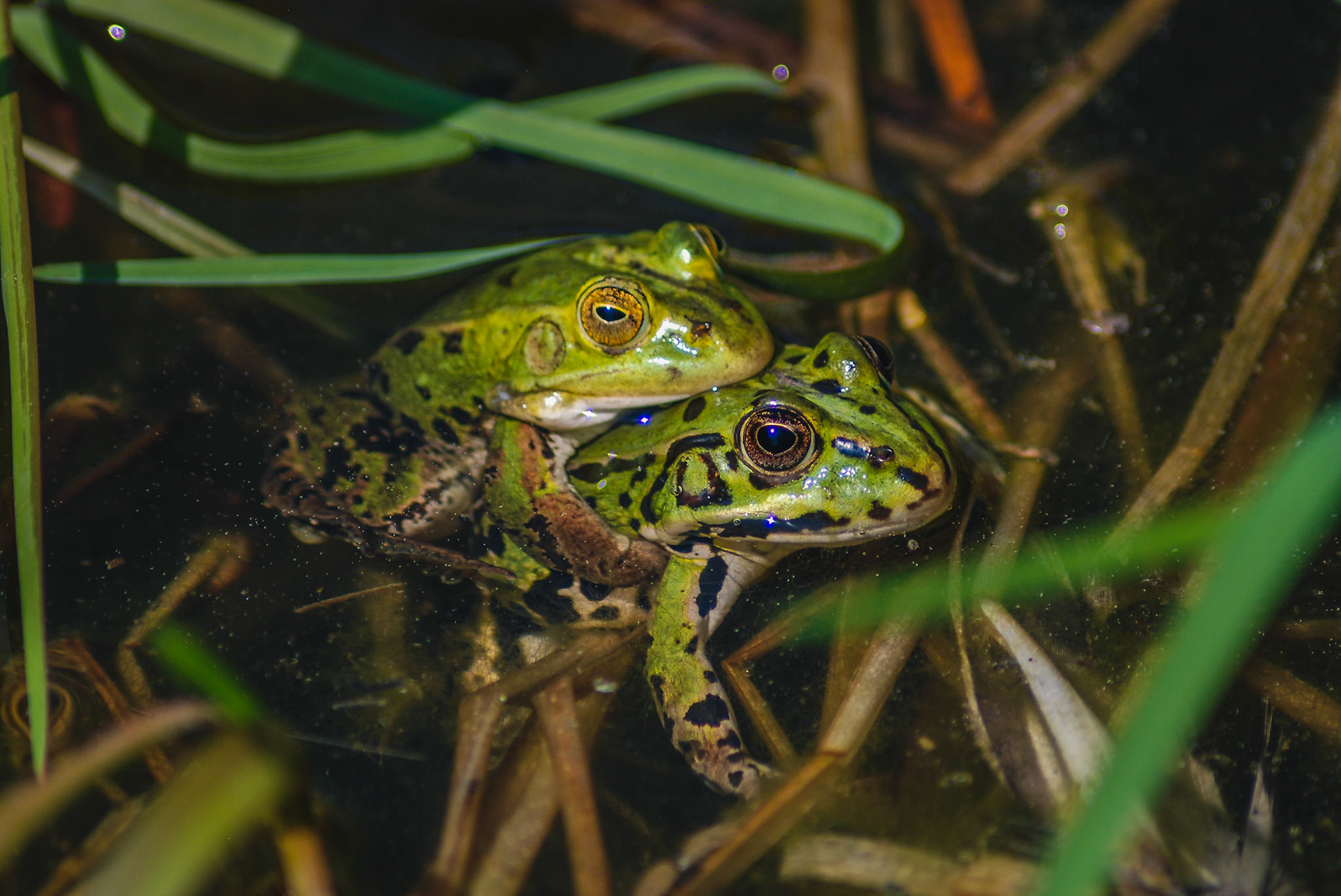 Teichfrosch (lat. Pelophylax esculentus)