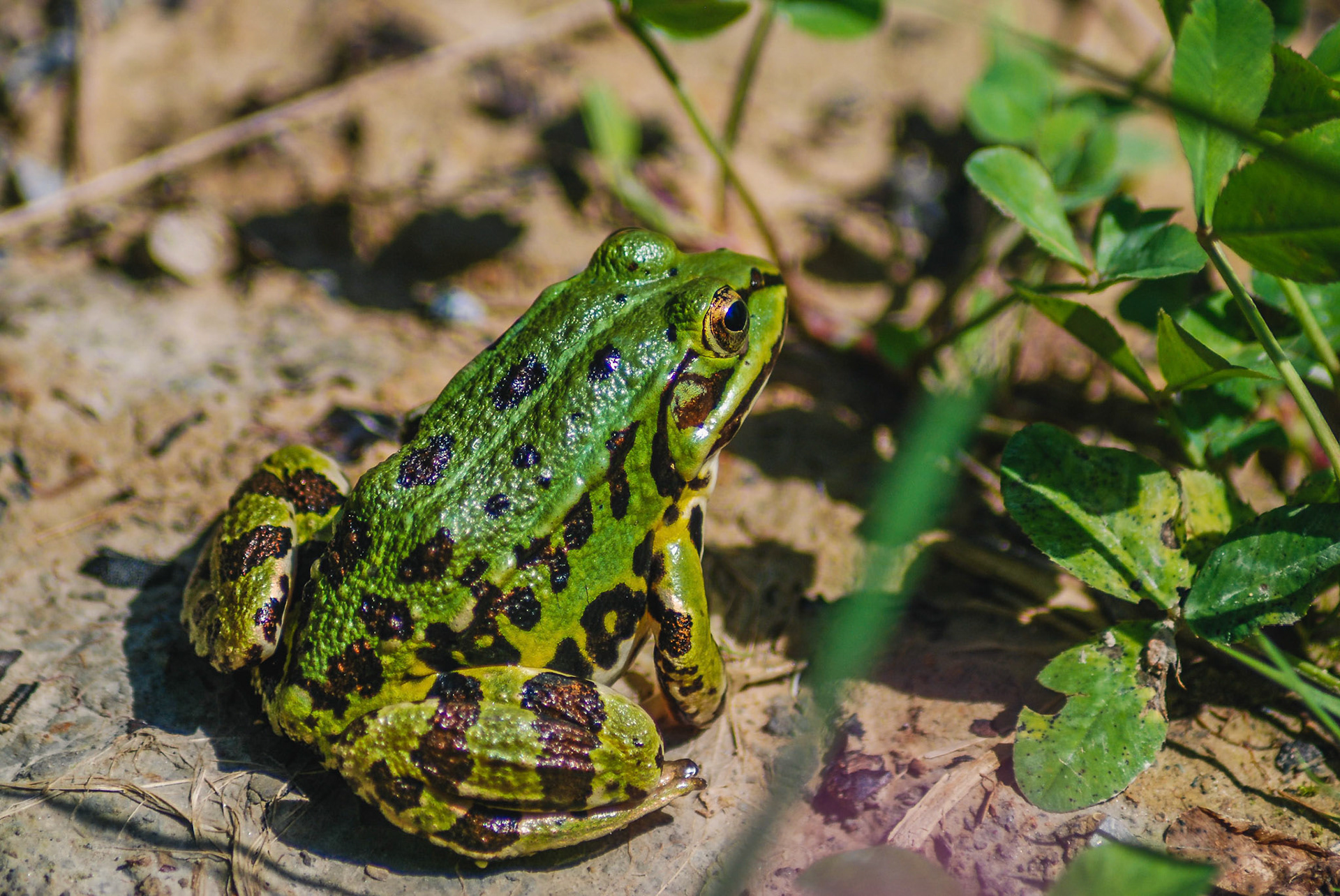 Teichfrosch (lat. Pelophylax esculentus)