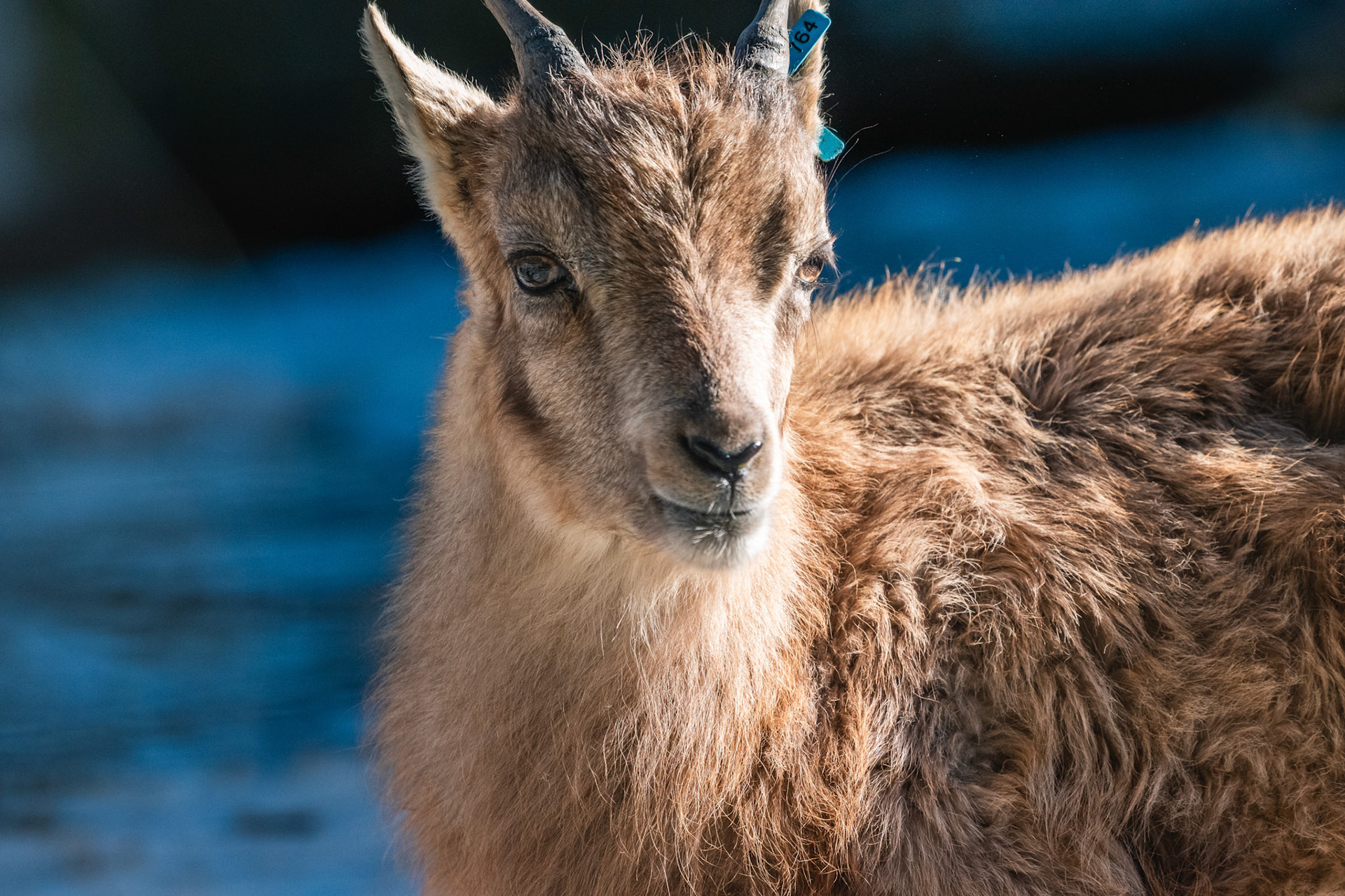 Alpensteinbock (lat. Capra ibex)