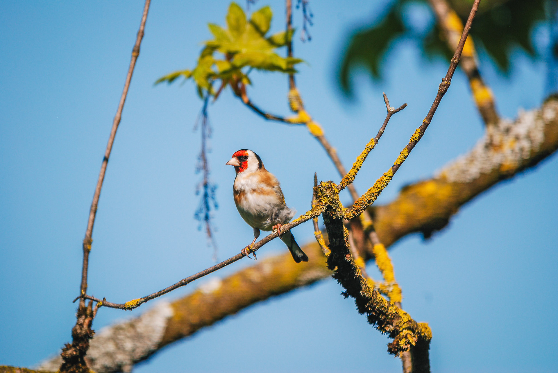 Stieglitz (lat. Carduelis carduelis)