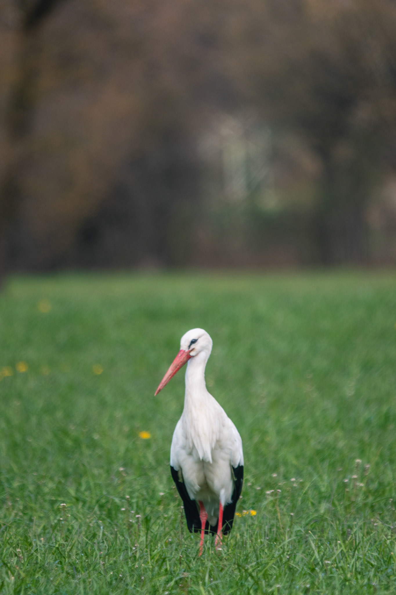 Weißstorch (lat. Ciconia ciconia)