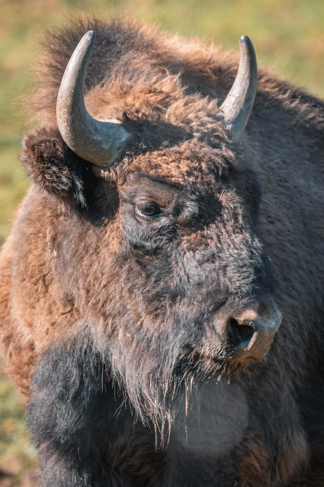 Wisent (lat. Bison bonasus)