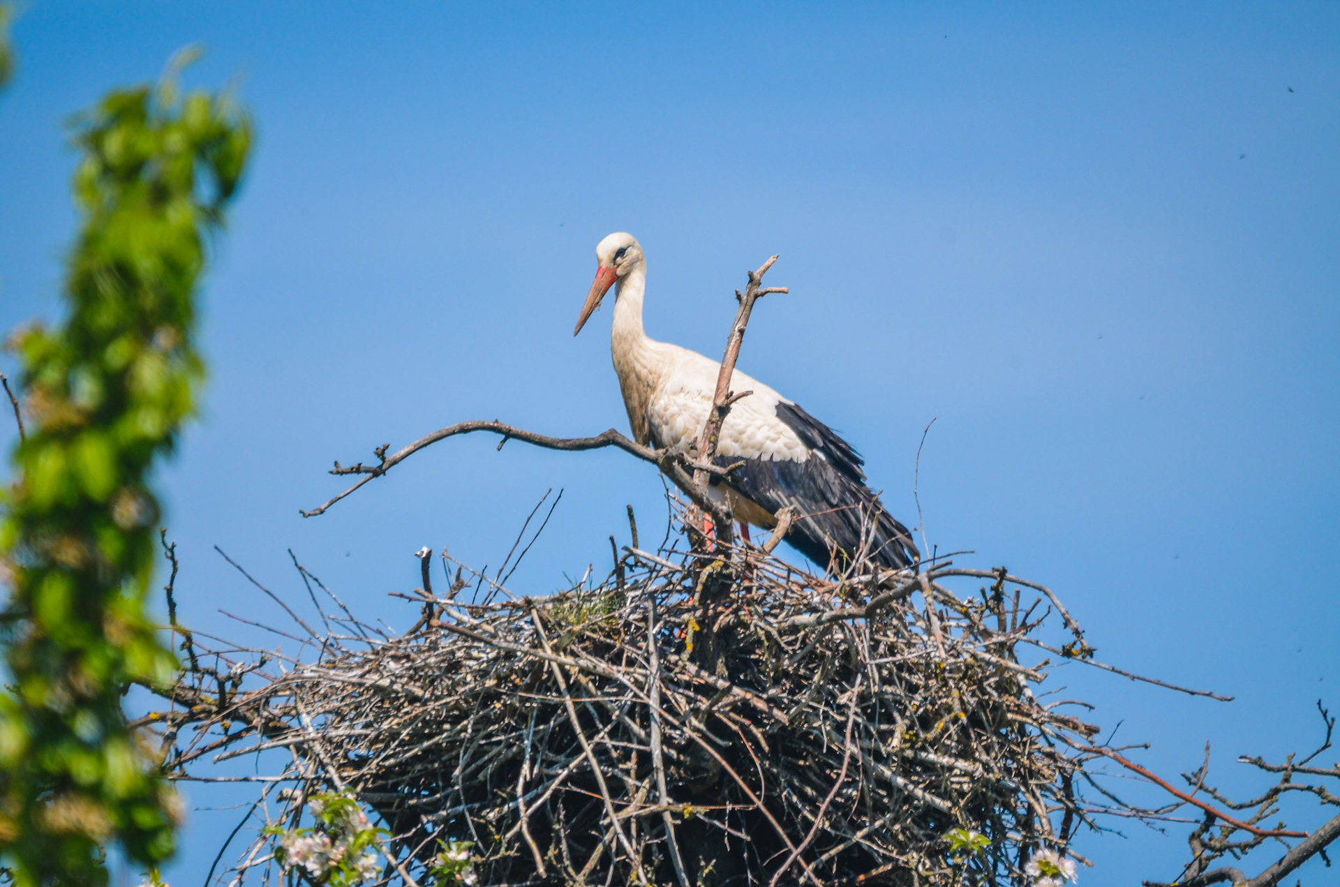Weißstorch (lat. Ciconia ciconia)
