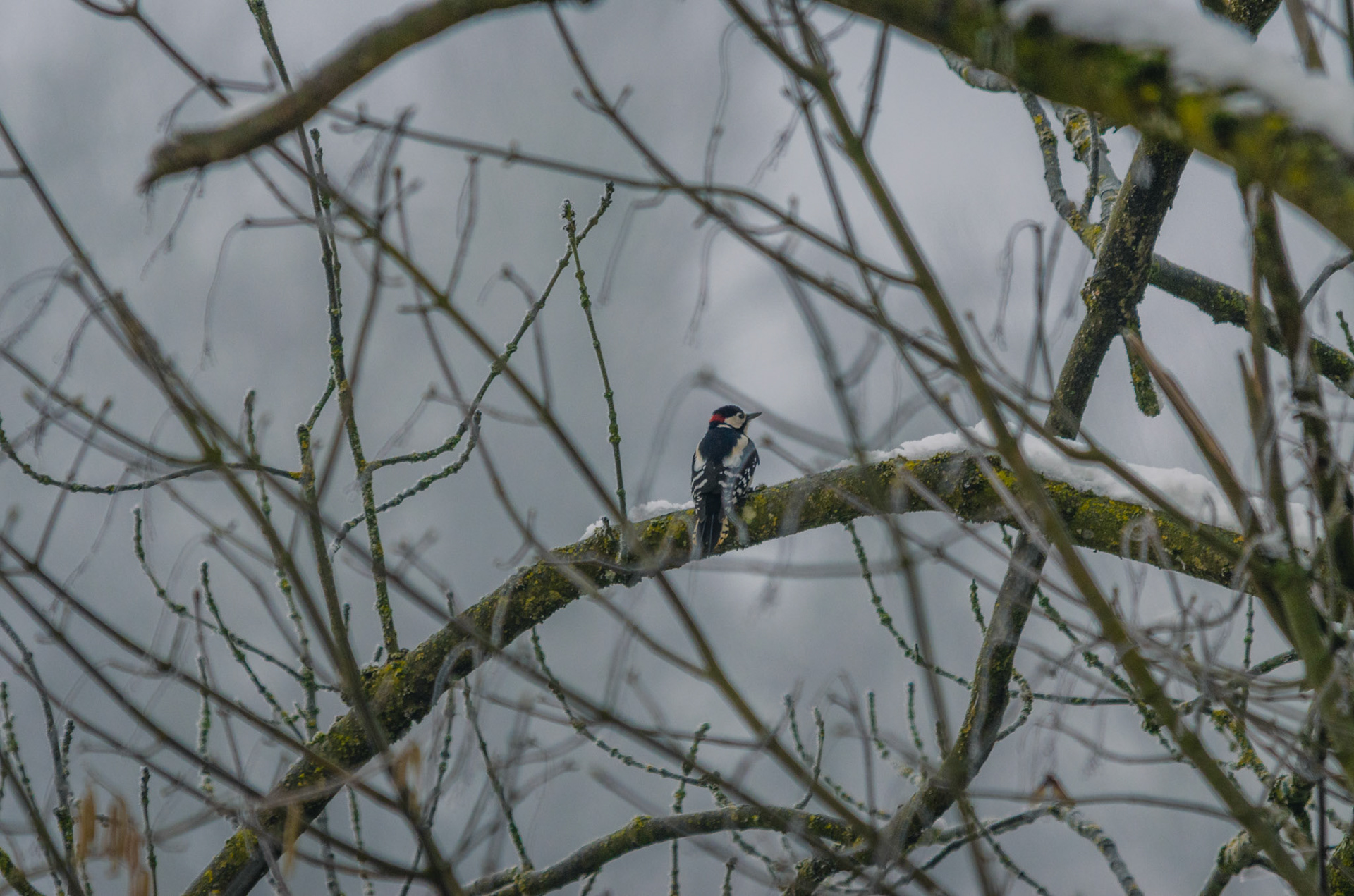 Buntspecht (lat. Dendrocopos major)