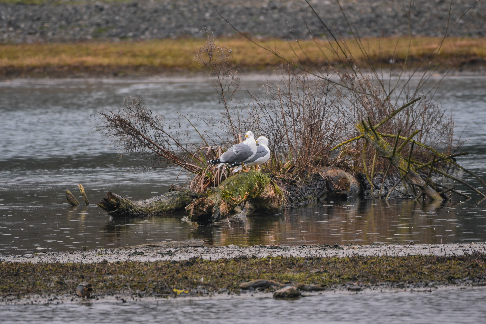 Mittelmeermöwe (lat. Larus michahellis)