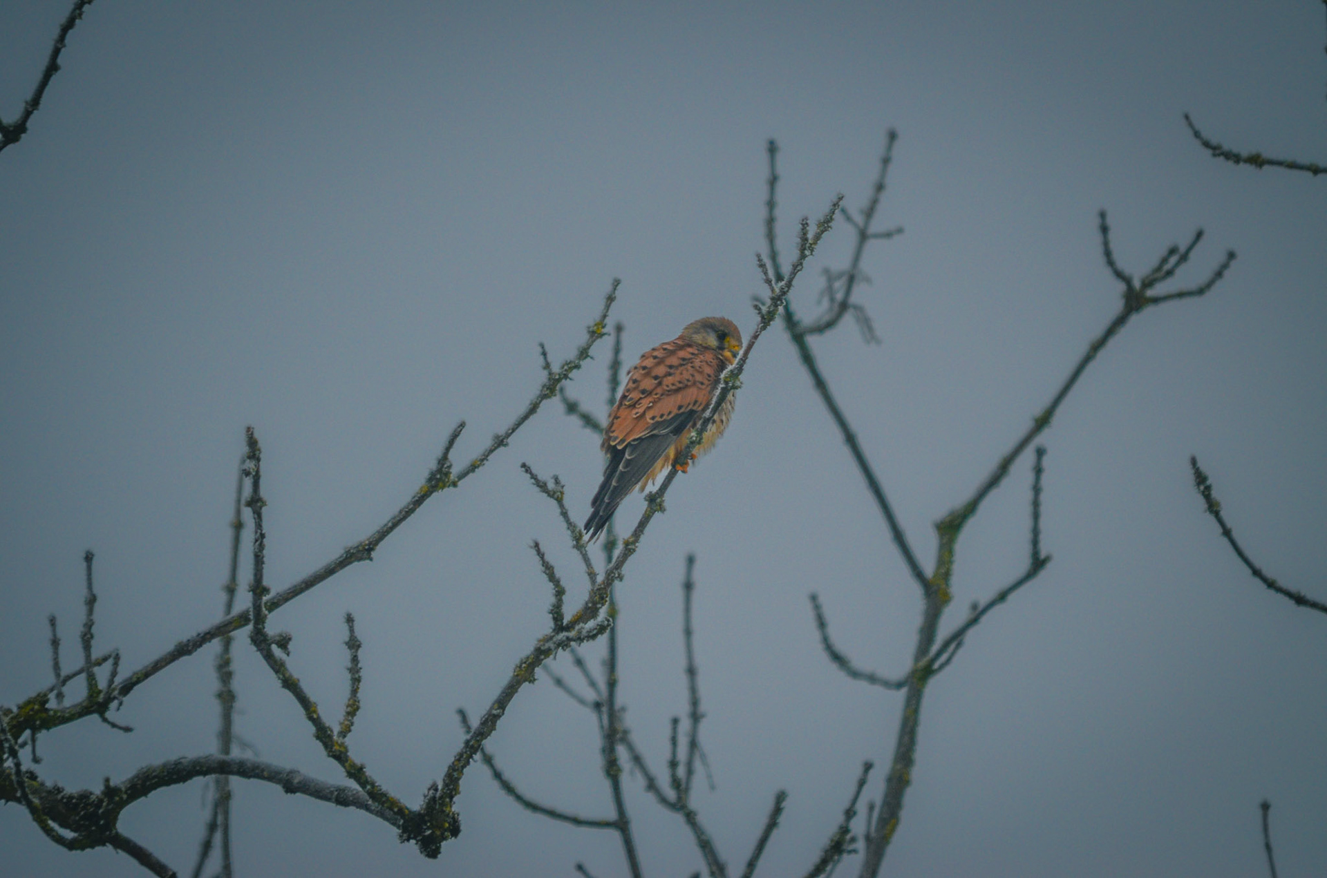 Turmfalke (lat. Falco tinnunculus)