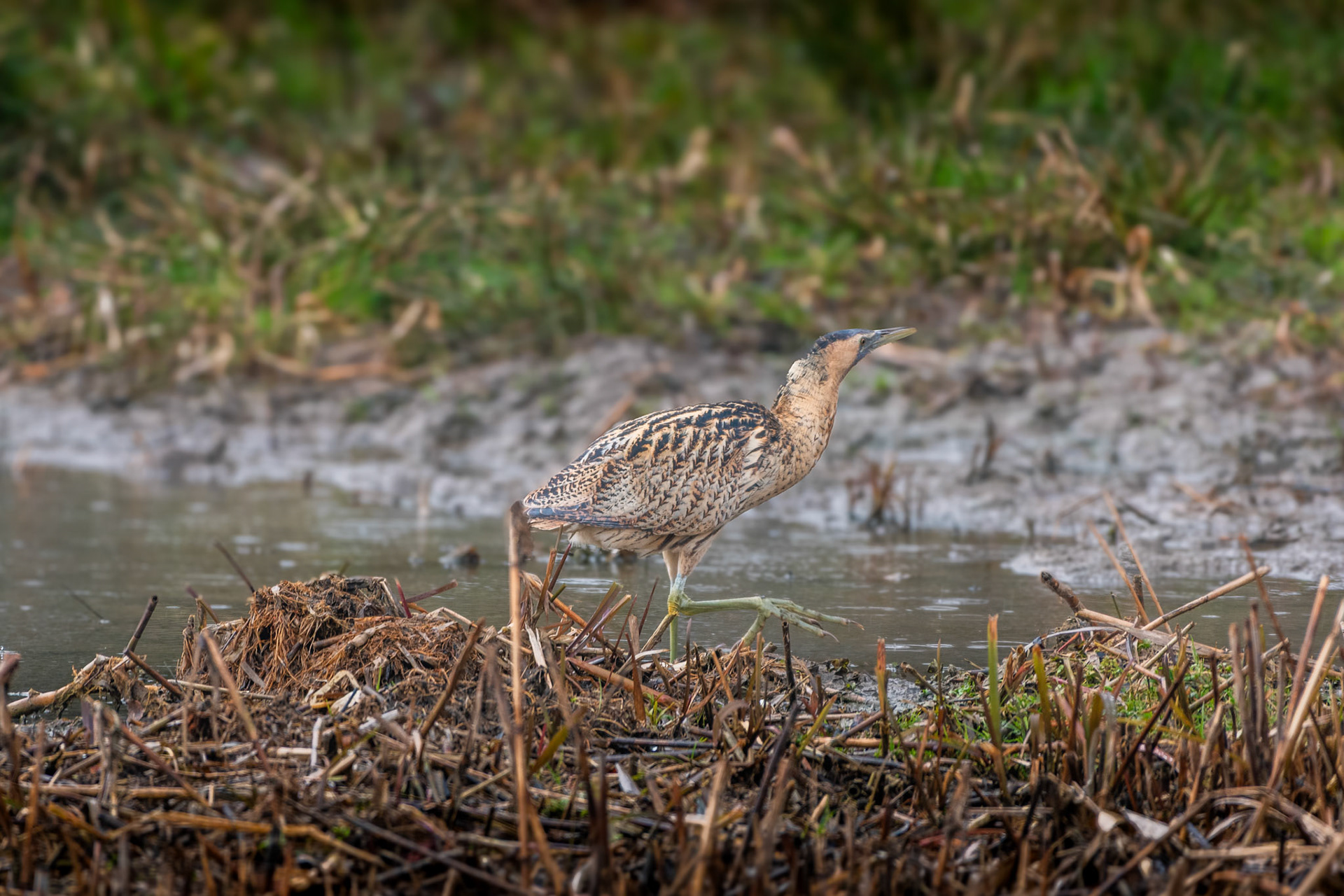 Rohrdommel (lat. Botaurus stellaris)