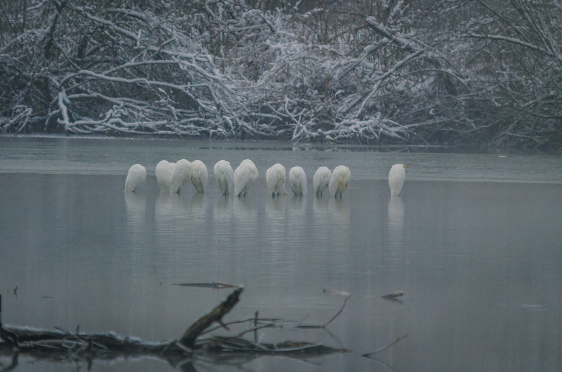 Silberreiher (lat. Ardea alba)
