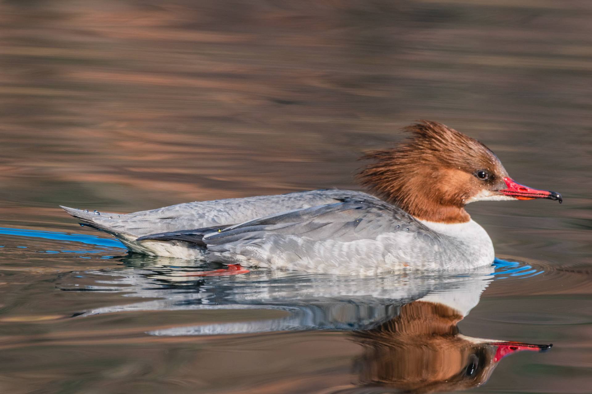 Gänsesäger (lat. Mergus merganser)