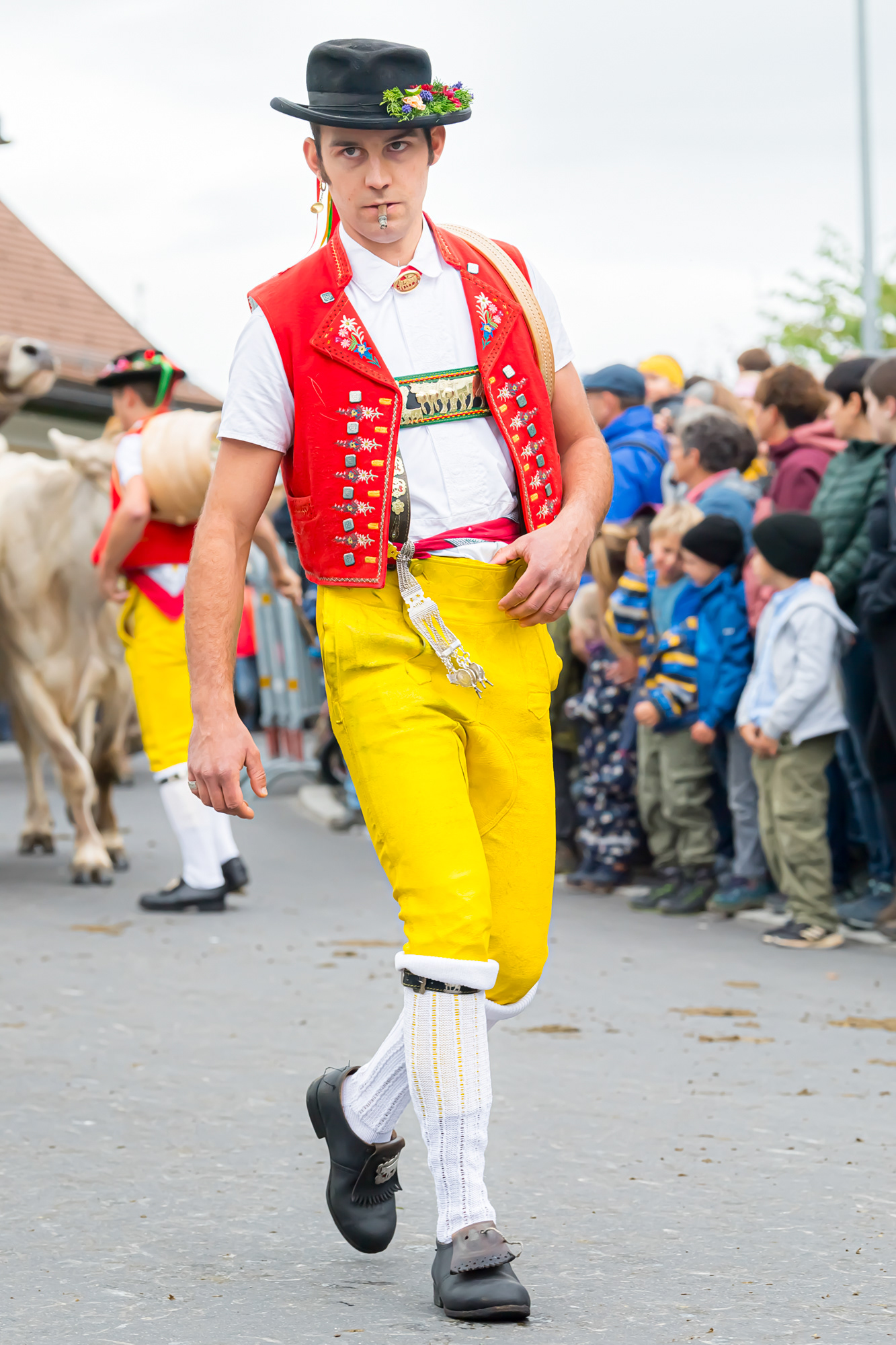 ARRIVEE SUR LE LIEU D’EXPOSITION POUR LA REVUE DE BETAIL - APPENZELL (APPENZELL) - 2024