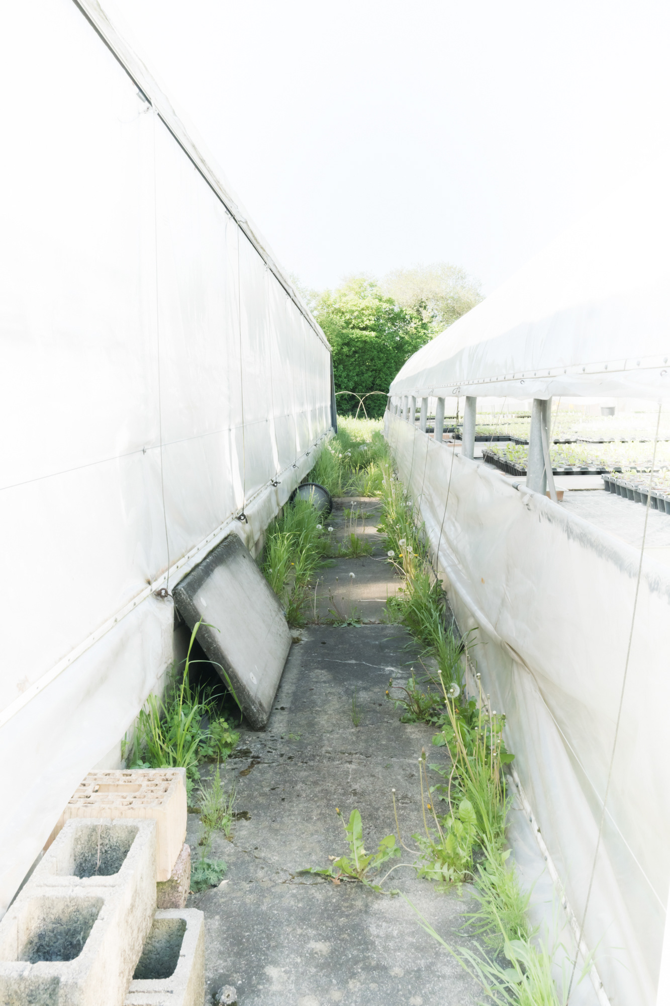 Entre deux serres - Roussillon Fleurs - Meyrin - Avril 2026 - Pour la Tribune de Genève