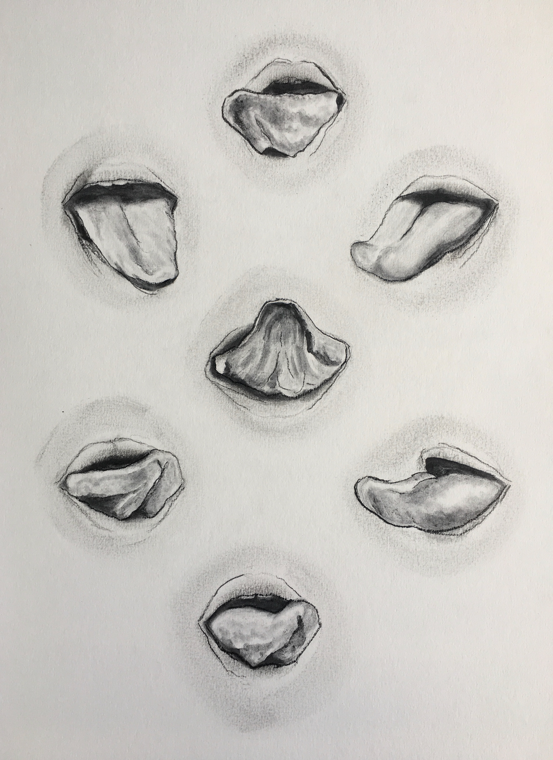 As sete línguas, da série Estudo de língua, 2018. Grafite sobre papel canson 300g/m2 A3.