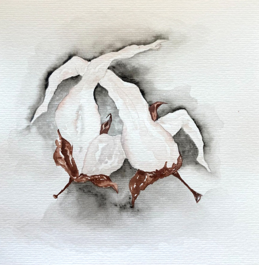 sem título, da série corpo algodão, 2023 aquarela sobre papel 21 x 21 cm