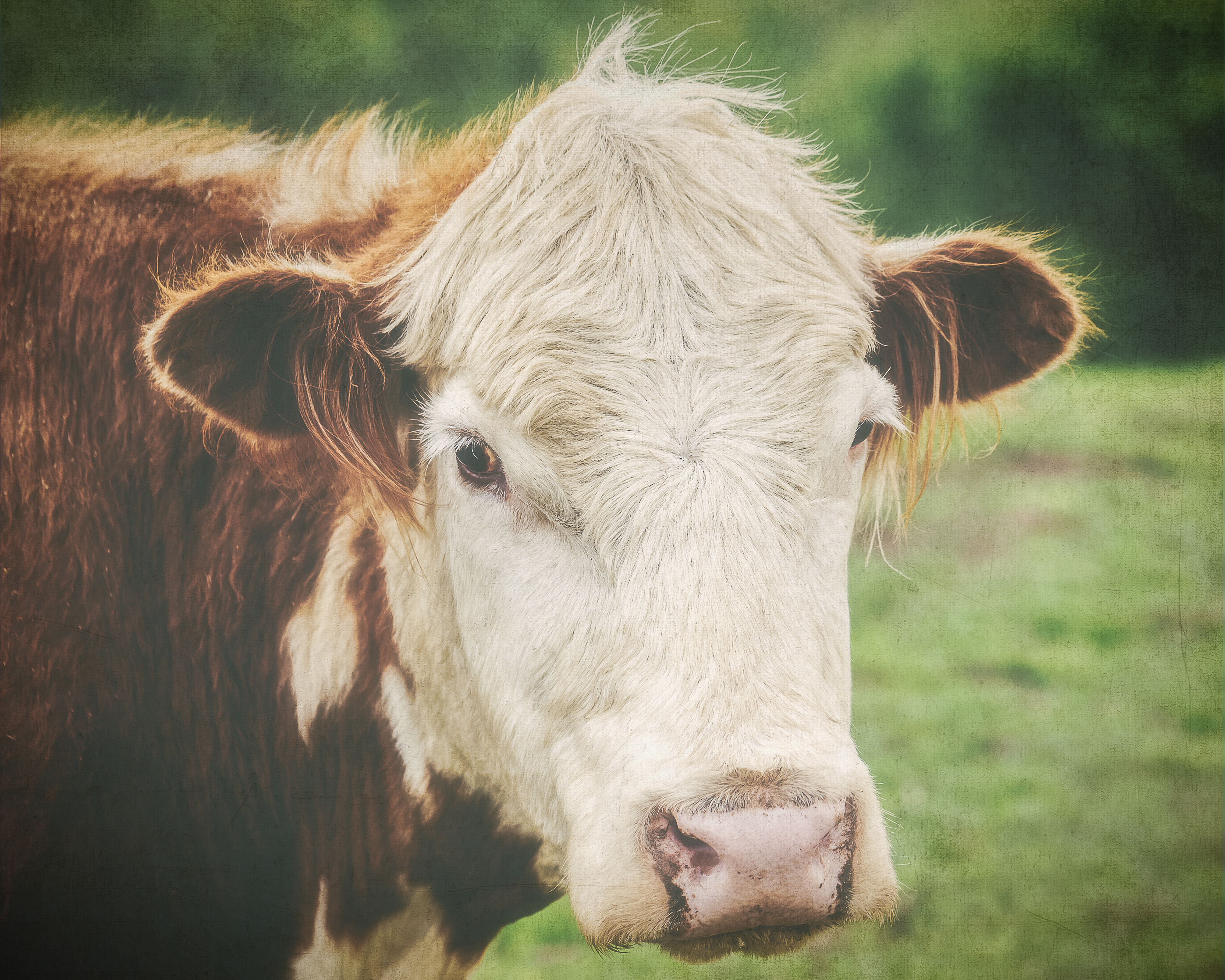 Saxonburg, PA - 19 May 2019 "Olivia the Hereford"