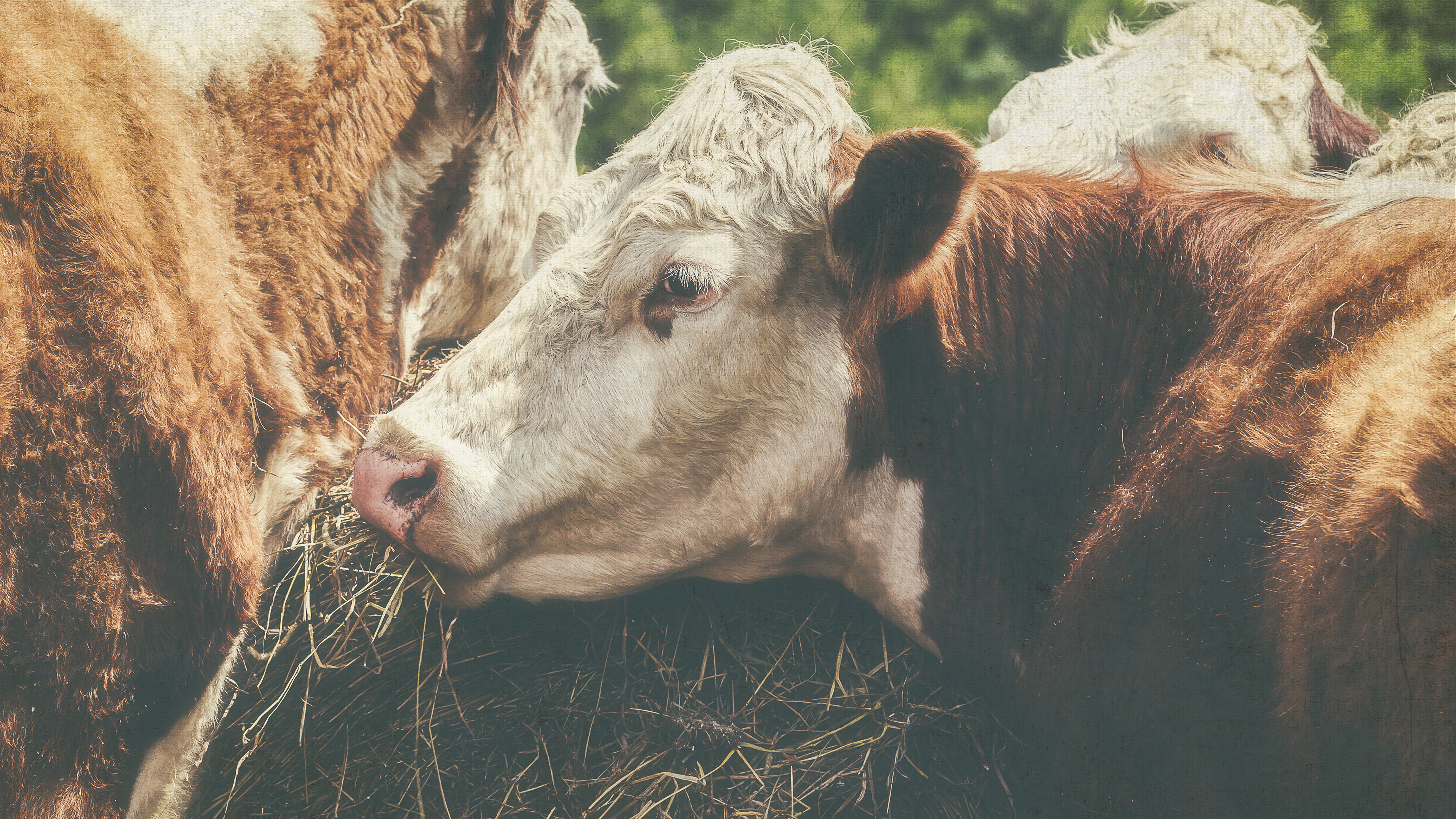 Saxonburg, PA - 19 May 2019 "Gathering of the Heifers"