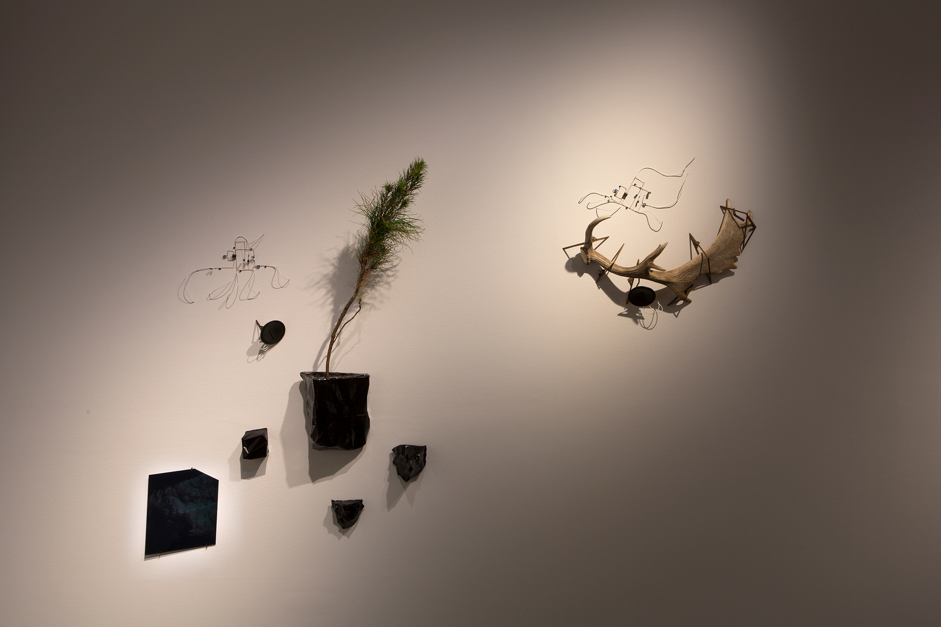 Installation detail, 'Millionth Acre'. 2015. Pine sapling (pinus radiata) collected from Millionth Acre exhibited alongside 3D printed site data scans, digital hologram, electronics components and found antler.  Dimensions variable.