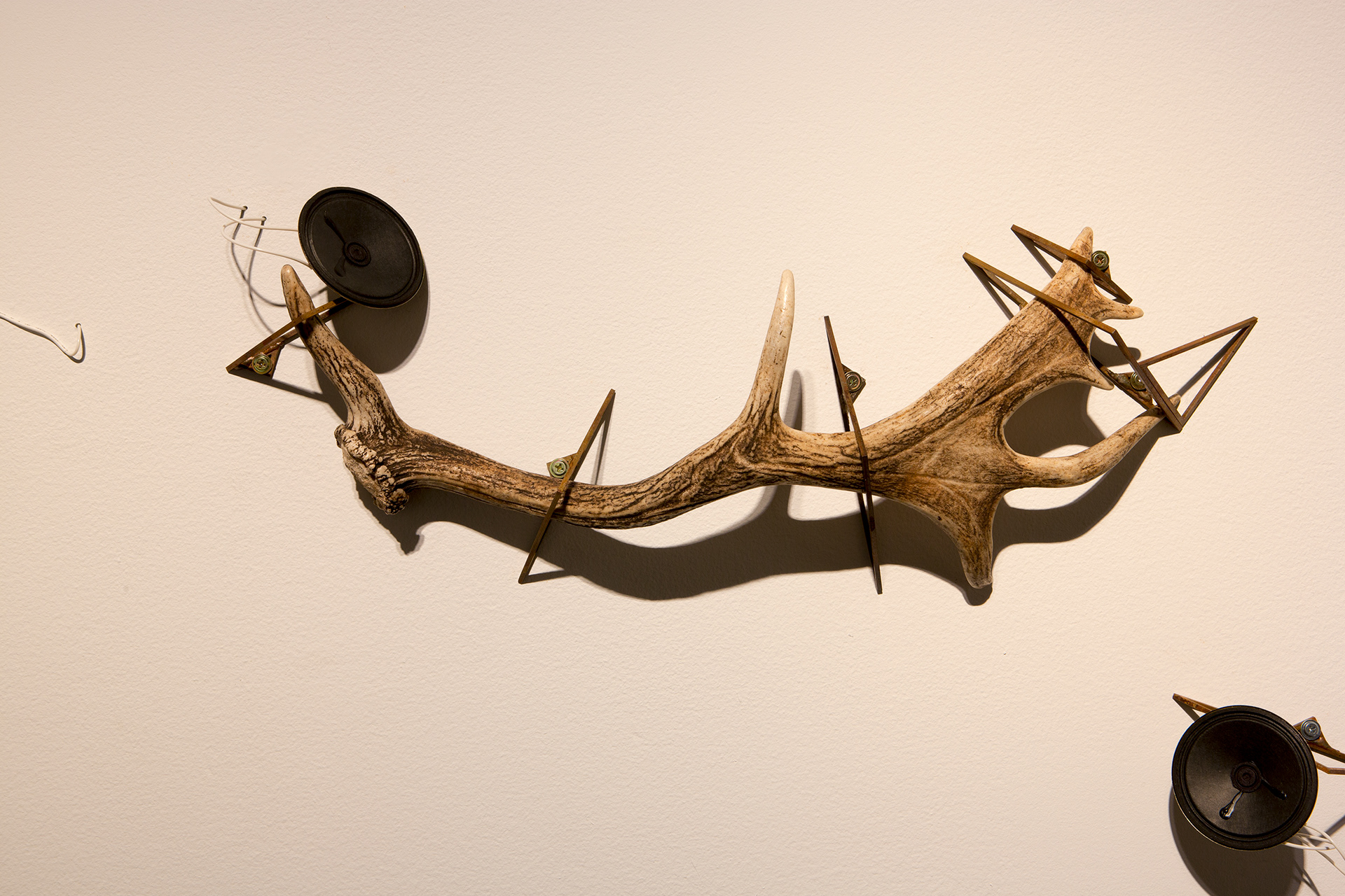 Installation detail, 'Millionth Acre'. 2015. Found dear antler, collected from Millionth Acre, Hampton State Forest. Custom electronics playing back field recordings from site. Steel, antler, electronics. Dimensions variable.