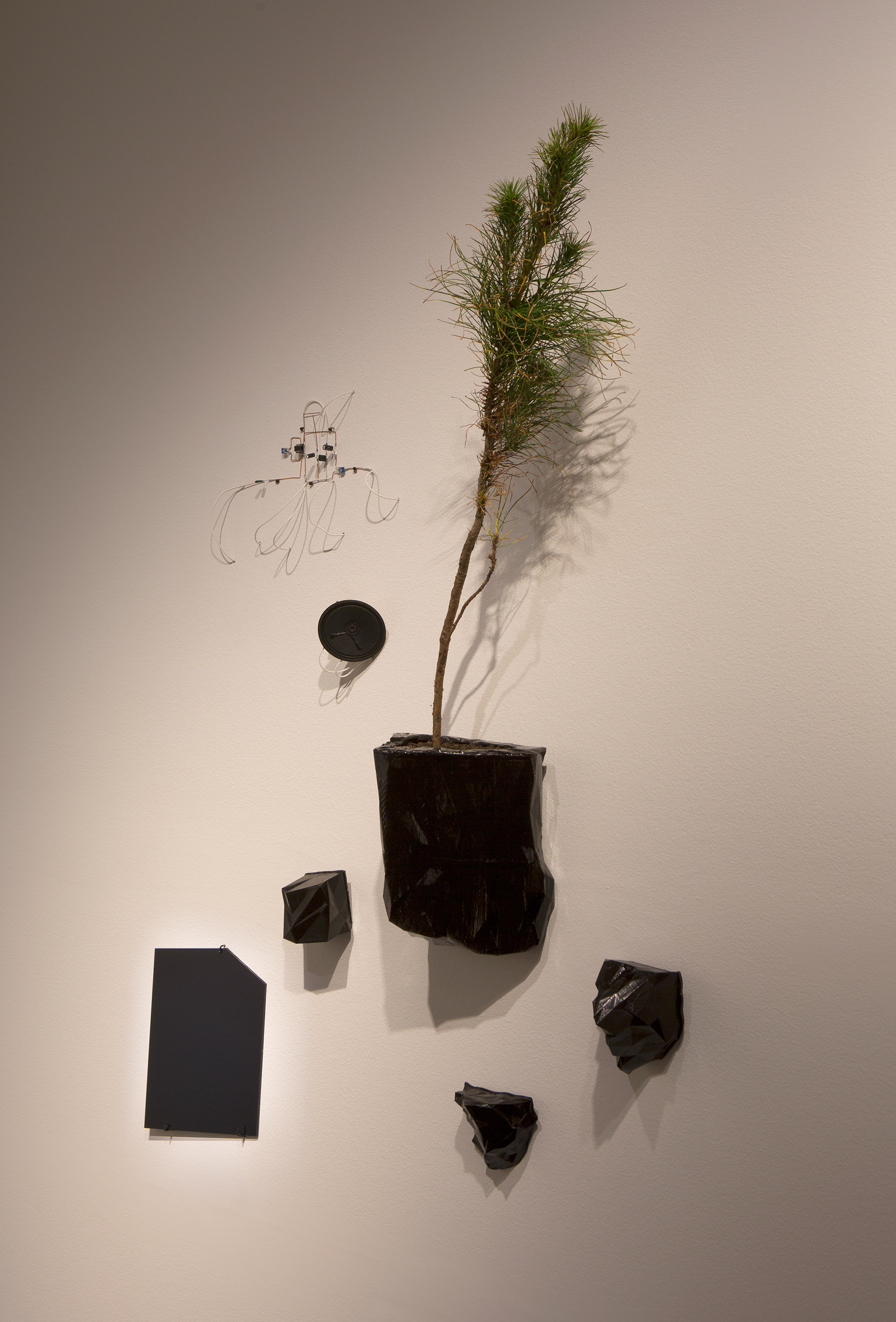 Installation detail, 'Millionth Acre'. 2015. Pine sapling (pinus radiata) collected from Millionth Acre exhibited alongside 3D printed site data scans , custom electronics and digital hologram.  Dimensions variable.