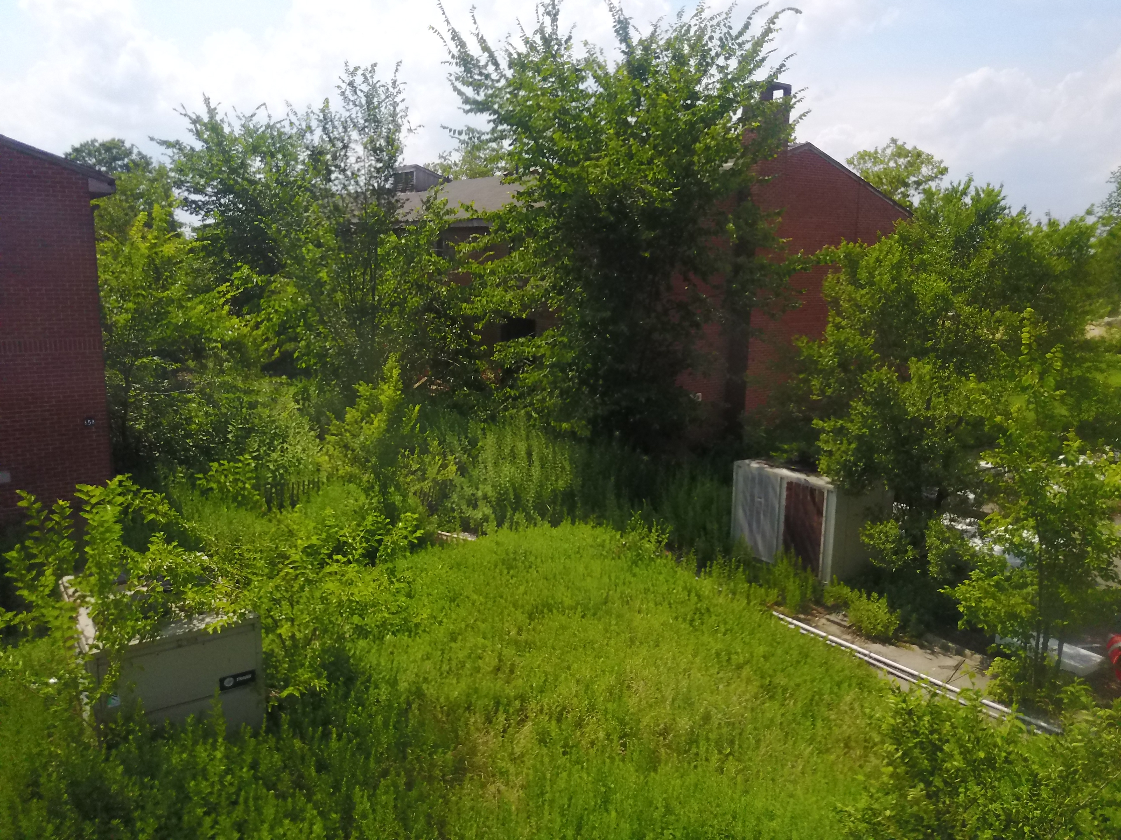 Still from drone flight. Overgrown housing on Governors Island.