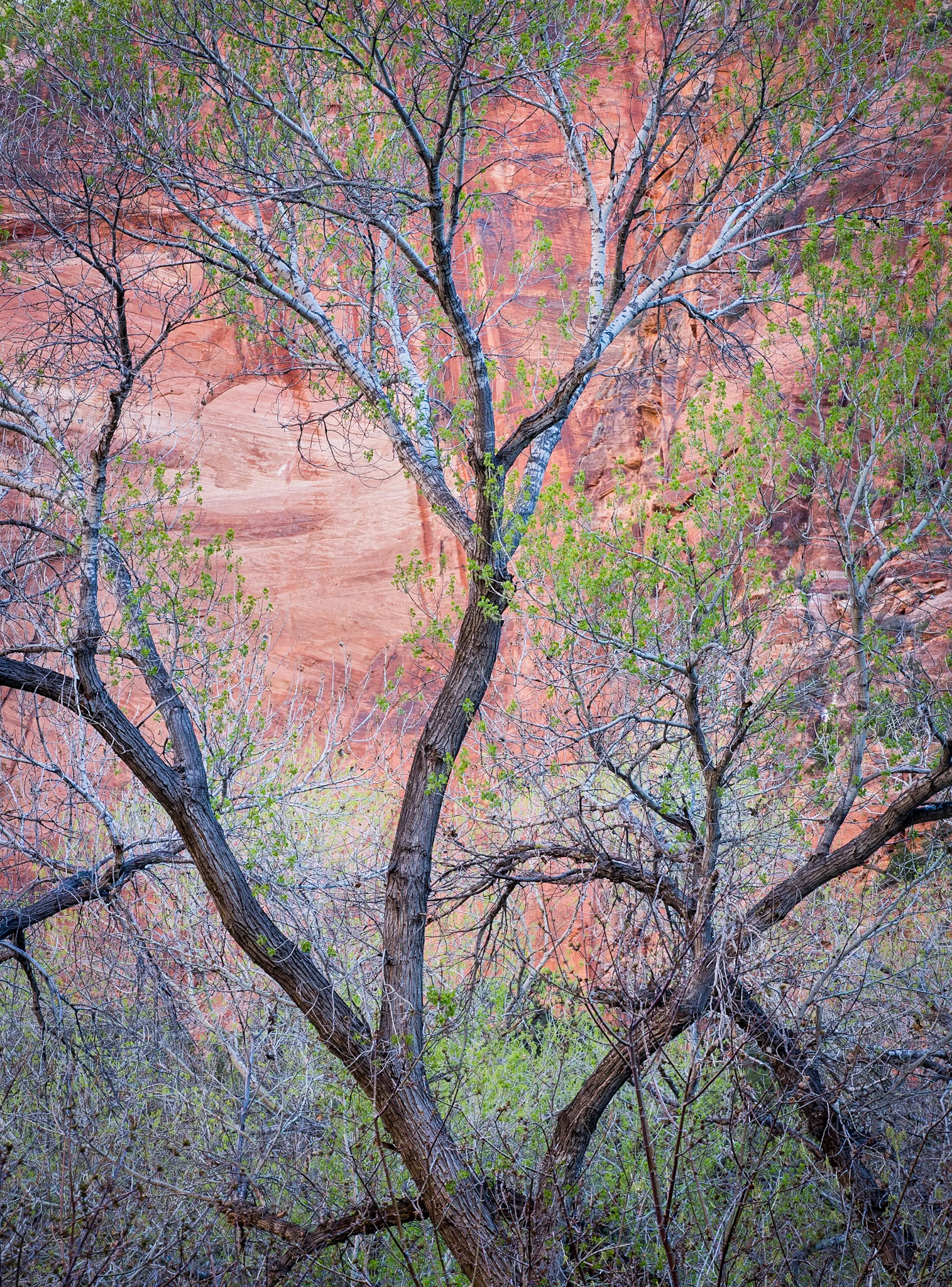 Gently curving cottonwoods in the canyon floor, morning sun reflecting off canyon red walls onto the fresh greens