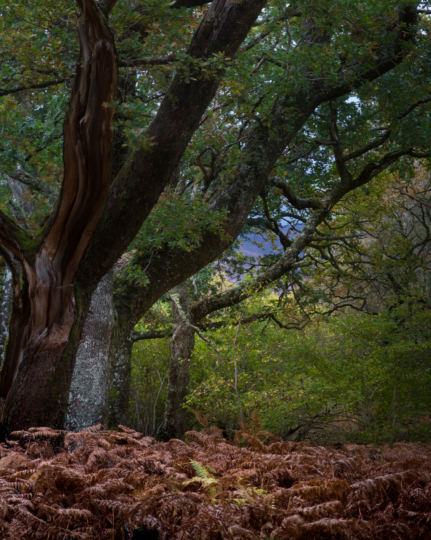 Scotland - Autumn moods