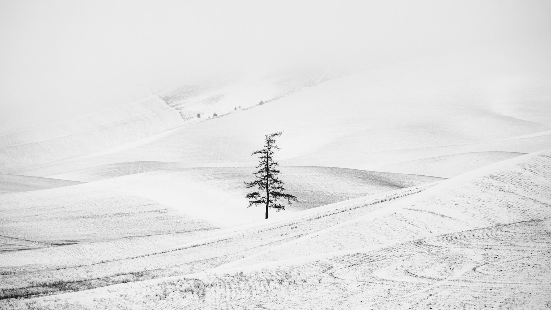 Palouse, WA
