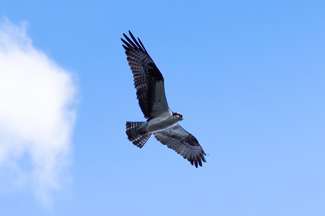 Osprey, Idaho
