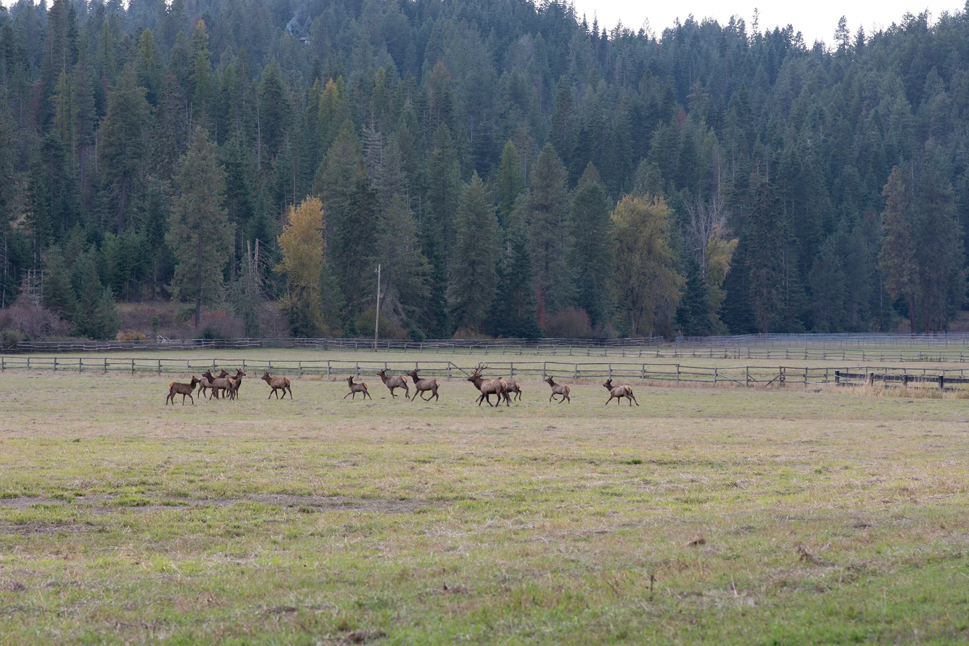 Elk herd, Fernan Saddle Idaho