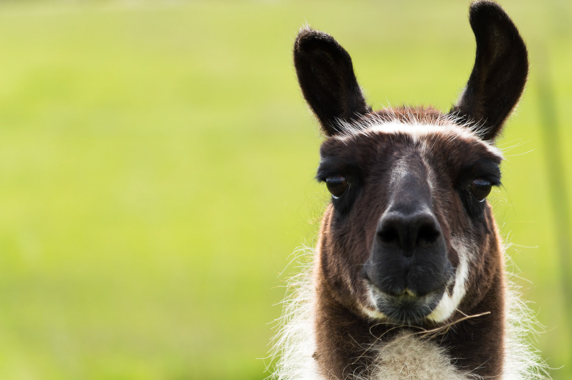 Emperor Kuzco, Hayden Idaho